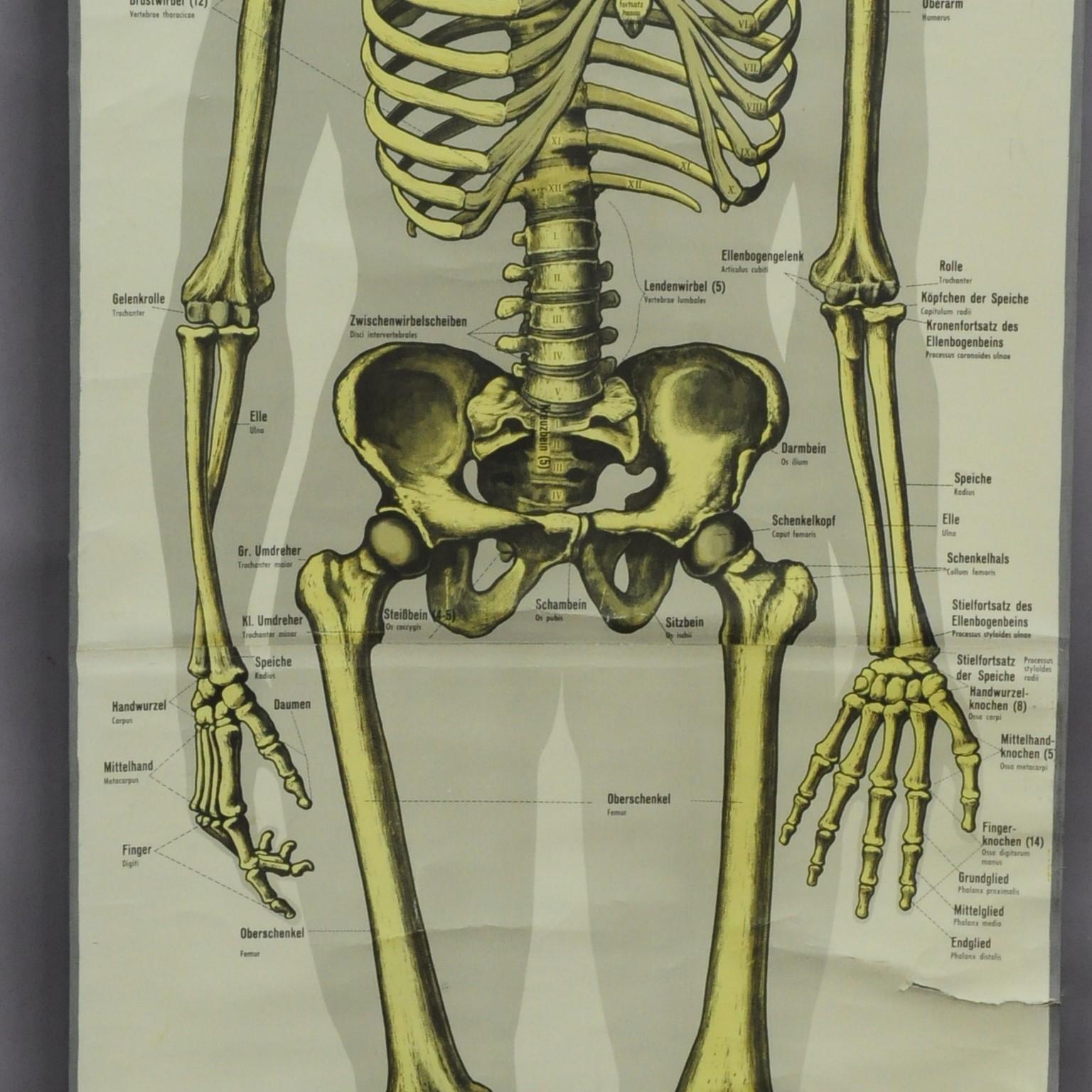 human bone chart