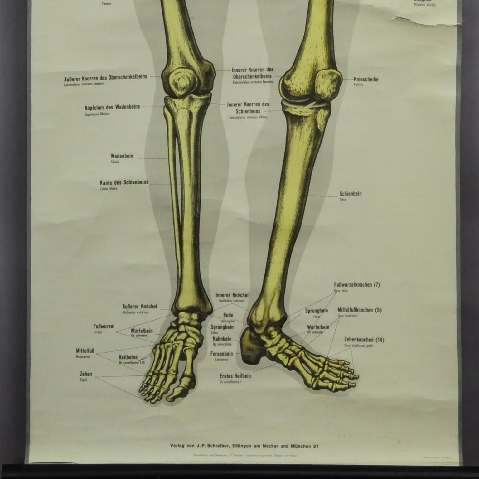 body bone chart