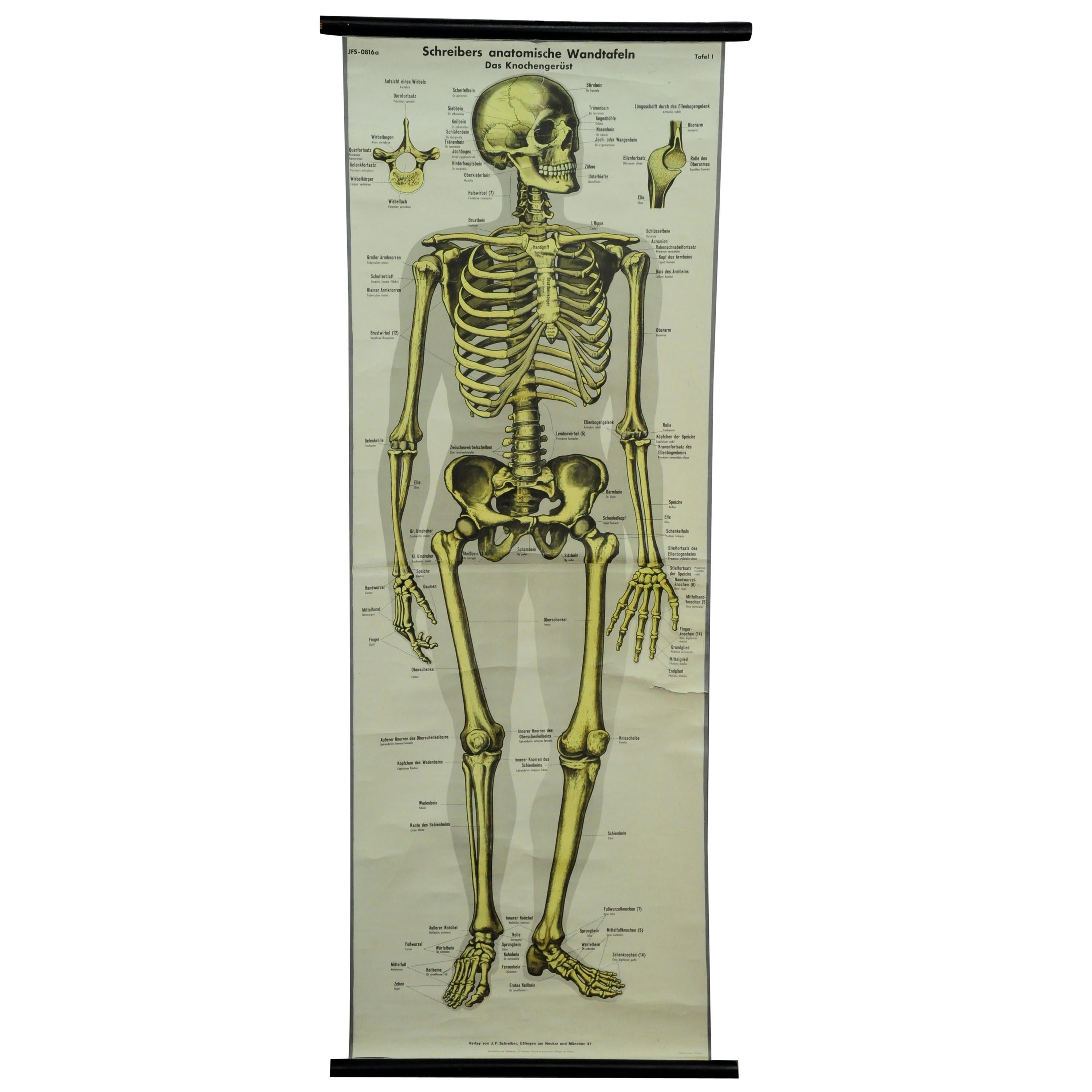 Vintage Rollable Wall Chart Anatomy Human Body Bone Structure