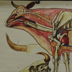 Vintage Rollable Wall Chart Cattle Medical Poster Print
