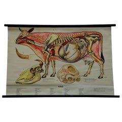 Vintage Rollable Wall Chart Cattle Medical Poster Print