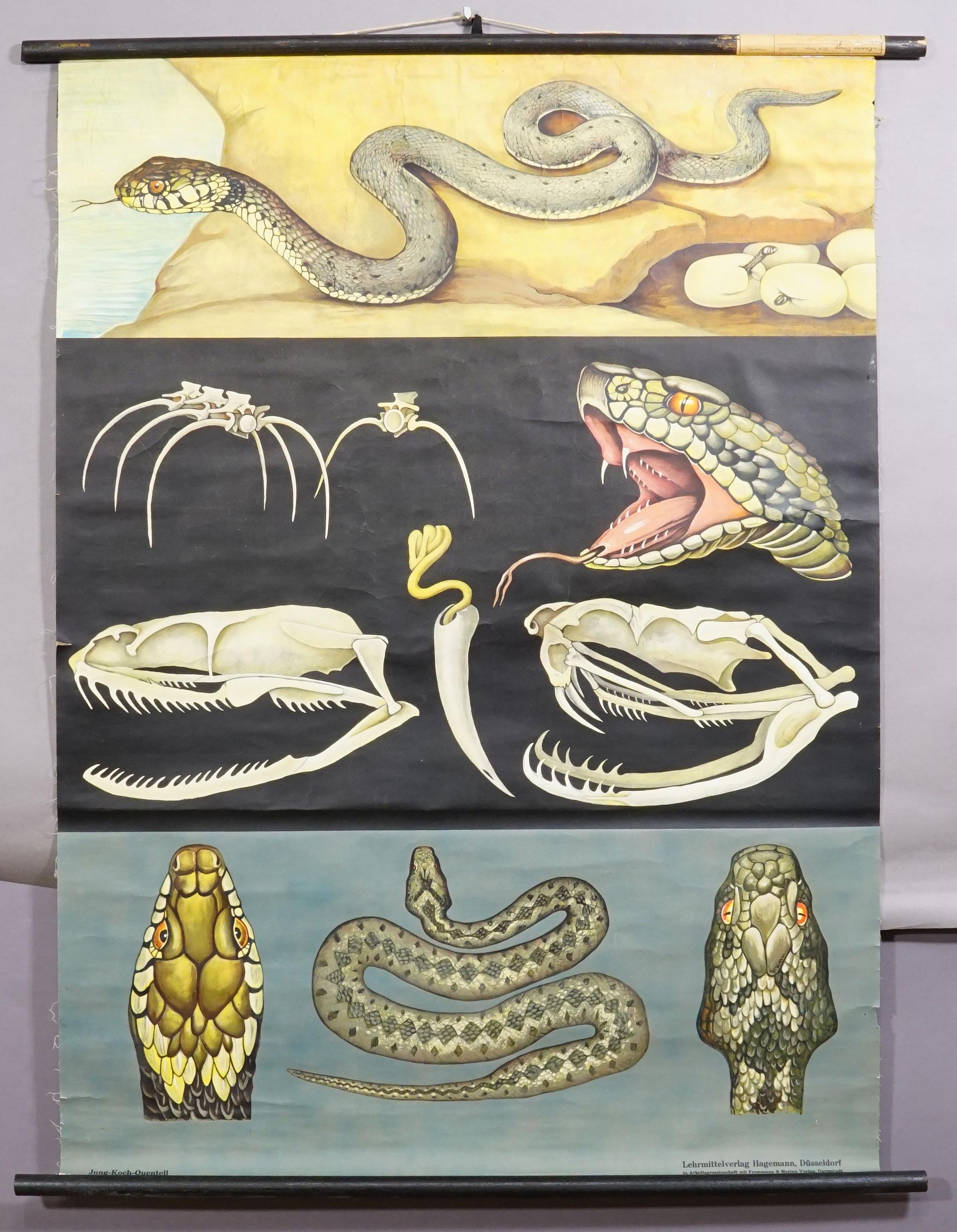 Vintage Rollable Wall Chart Poster Jung Koch Quentell Ringelnatter Common Adder

Die cottagecore pull-down Jung Koch Quentell Wandtafel illustriert Reptilien mit Ringelnatter und Kreuzotter. Farbenfroher Druck auf mit Leinwand verstärktem Papier.