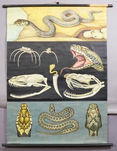 Vintage Rollable Wall Chart Poster Jung Koch Quentell Ring Snake Common Adder