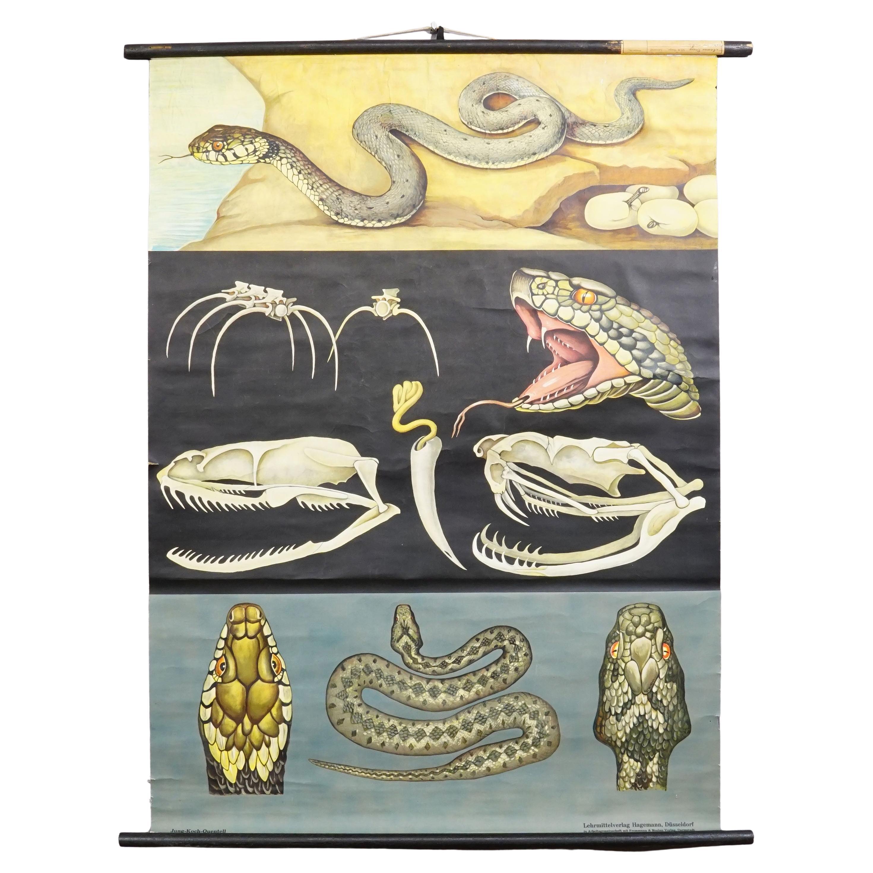 Grafico da parete arrotolabile d'epoca Poster Jung Koch Quentell Serpente ad anello Adder comune