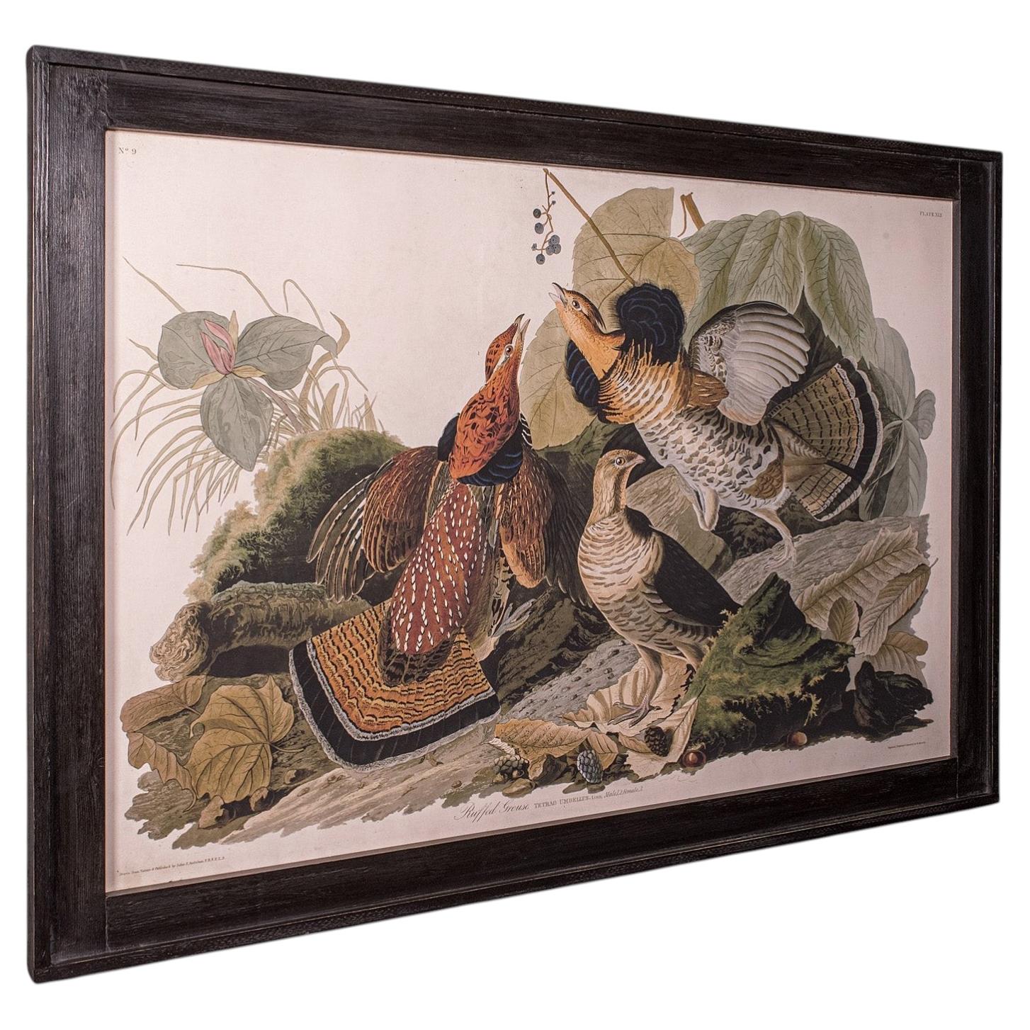 Vintage Ruffed Grouse Bild, Englisch, Gerahmter Druck, JJ Audubon, Wildlife Art