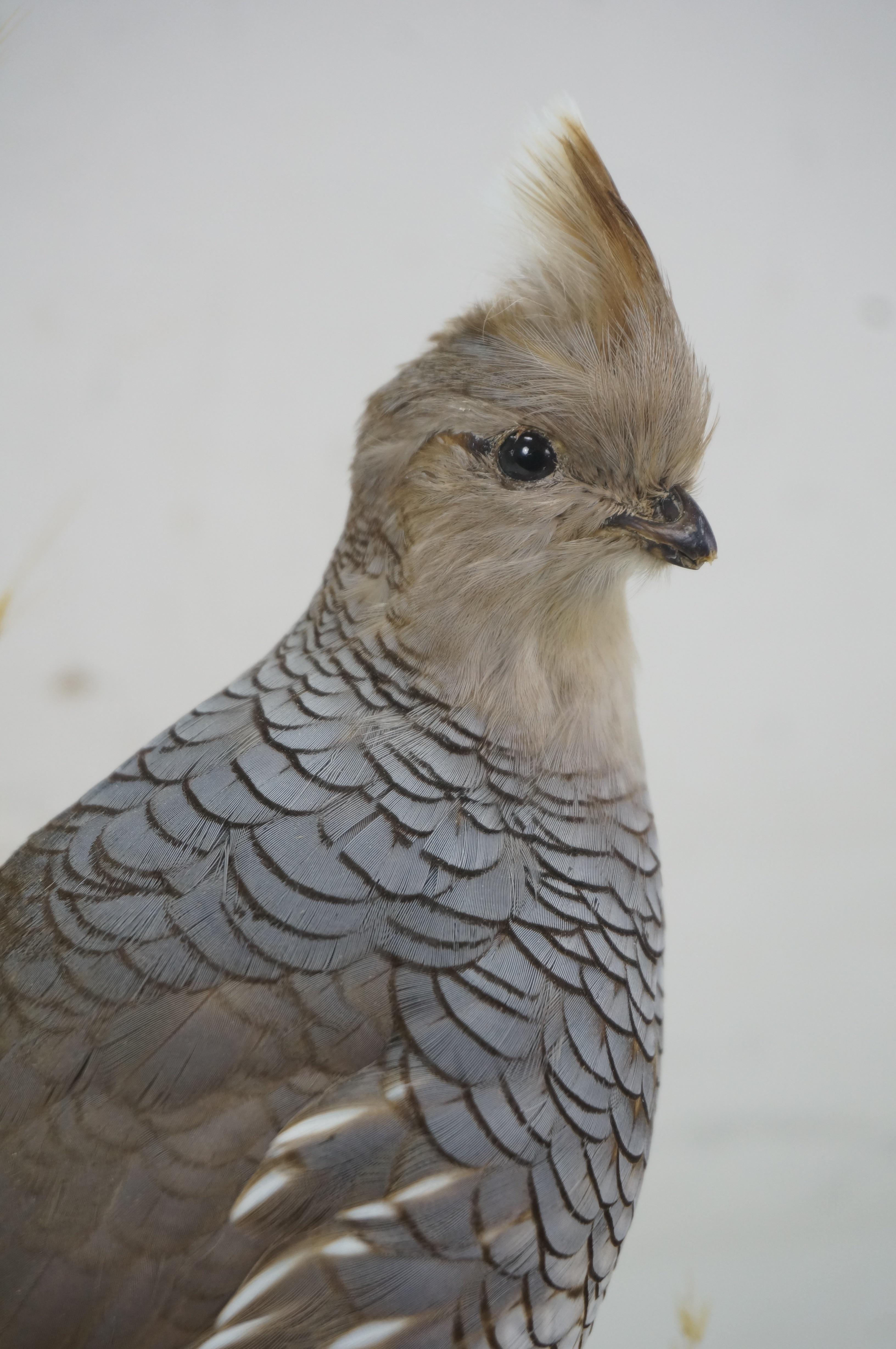 Vintage Scaled Blue Quail Taxidermy Bird Mount in Display Case 15
