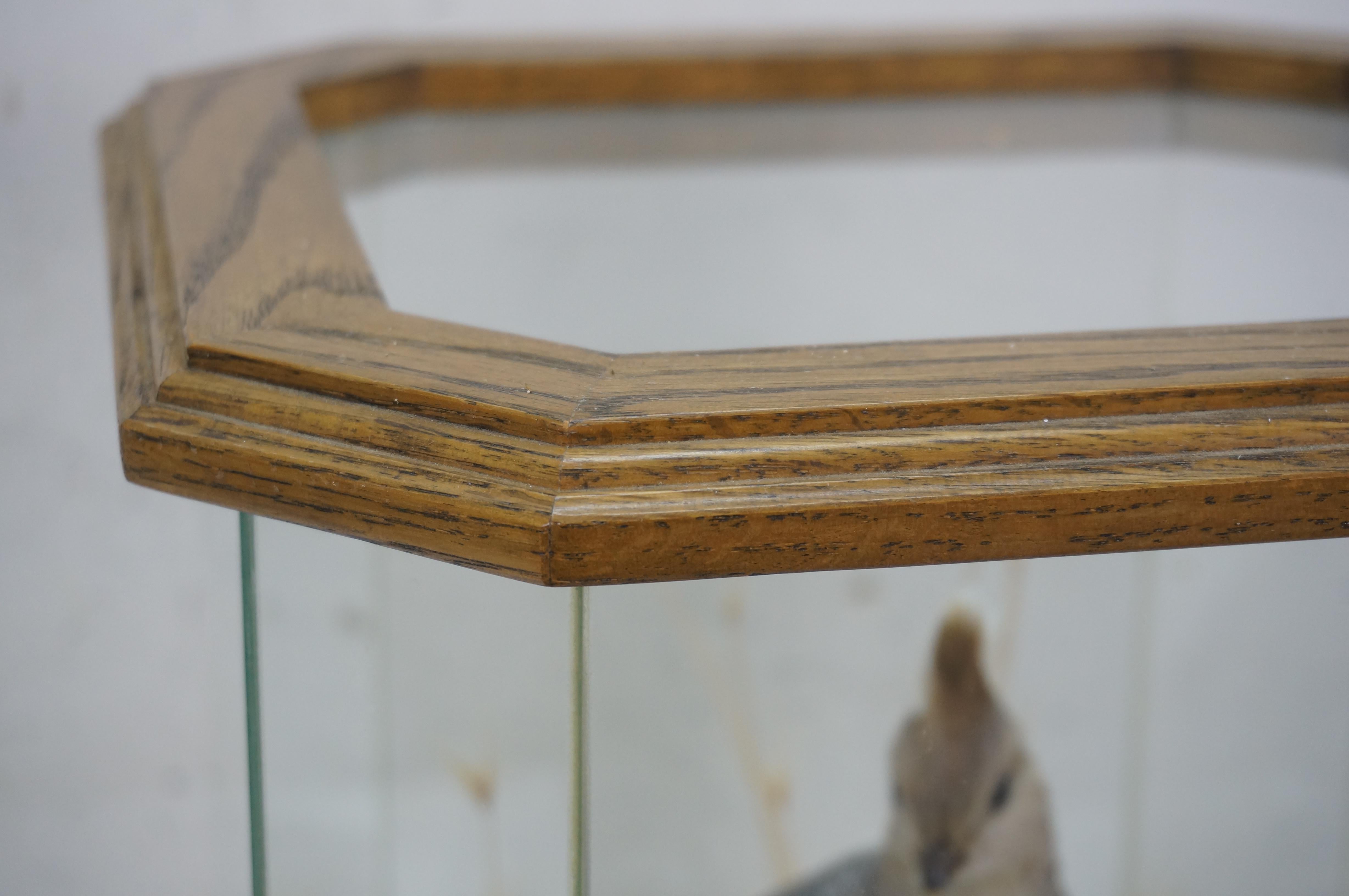 Vintage Scaled Blue Quail Taxidermy Bird Mount in Display Case 15