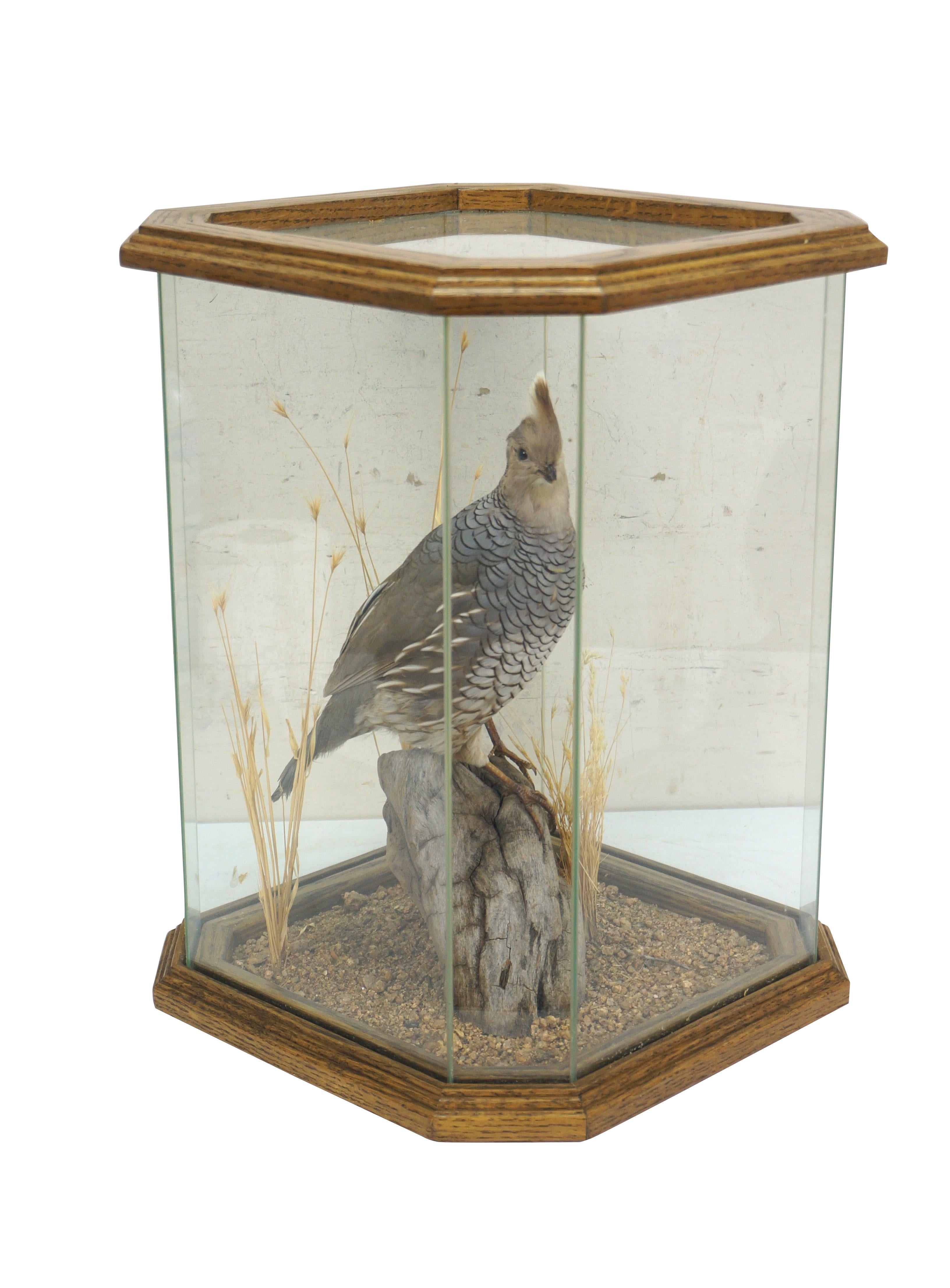 Vintage cased Blue Scaled Quail game bird taxidermy mount in octagonal oak and glass showcase with driftwood and foliage.

Dimensions:
11.75