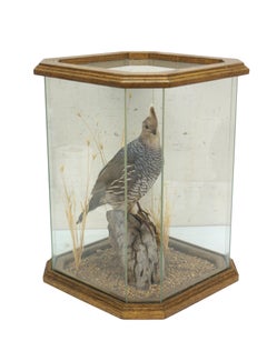 Vintage Scaled Blue Quail Taxidermy Bird Mount in Display Case 15"