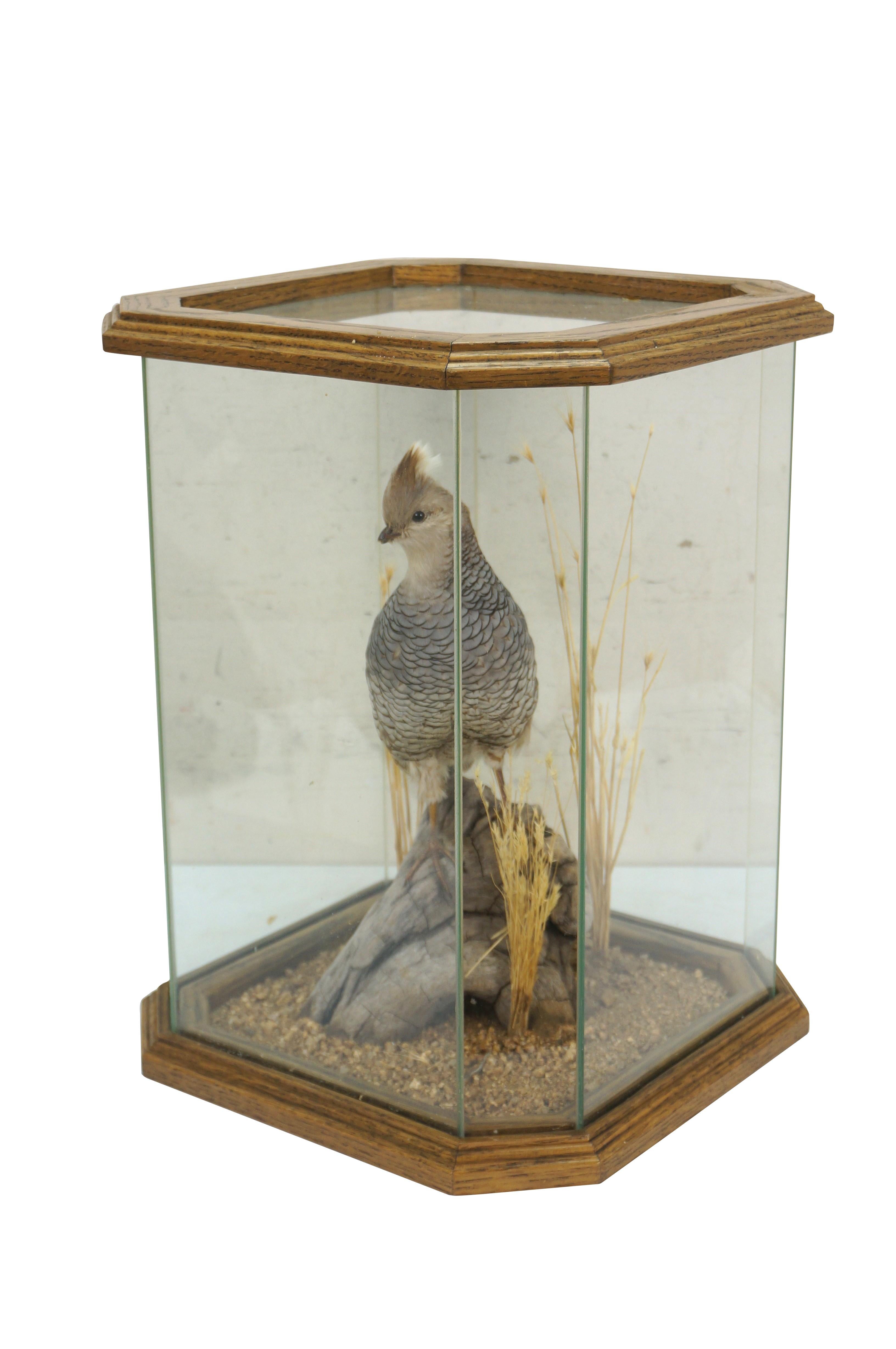 Country Vintage Scaled Blue Quail Taxidermy Bird Mount in Display Case 15