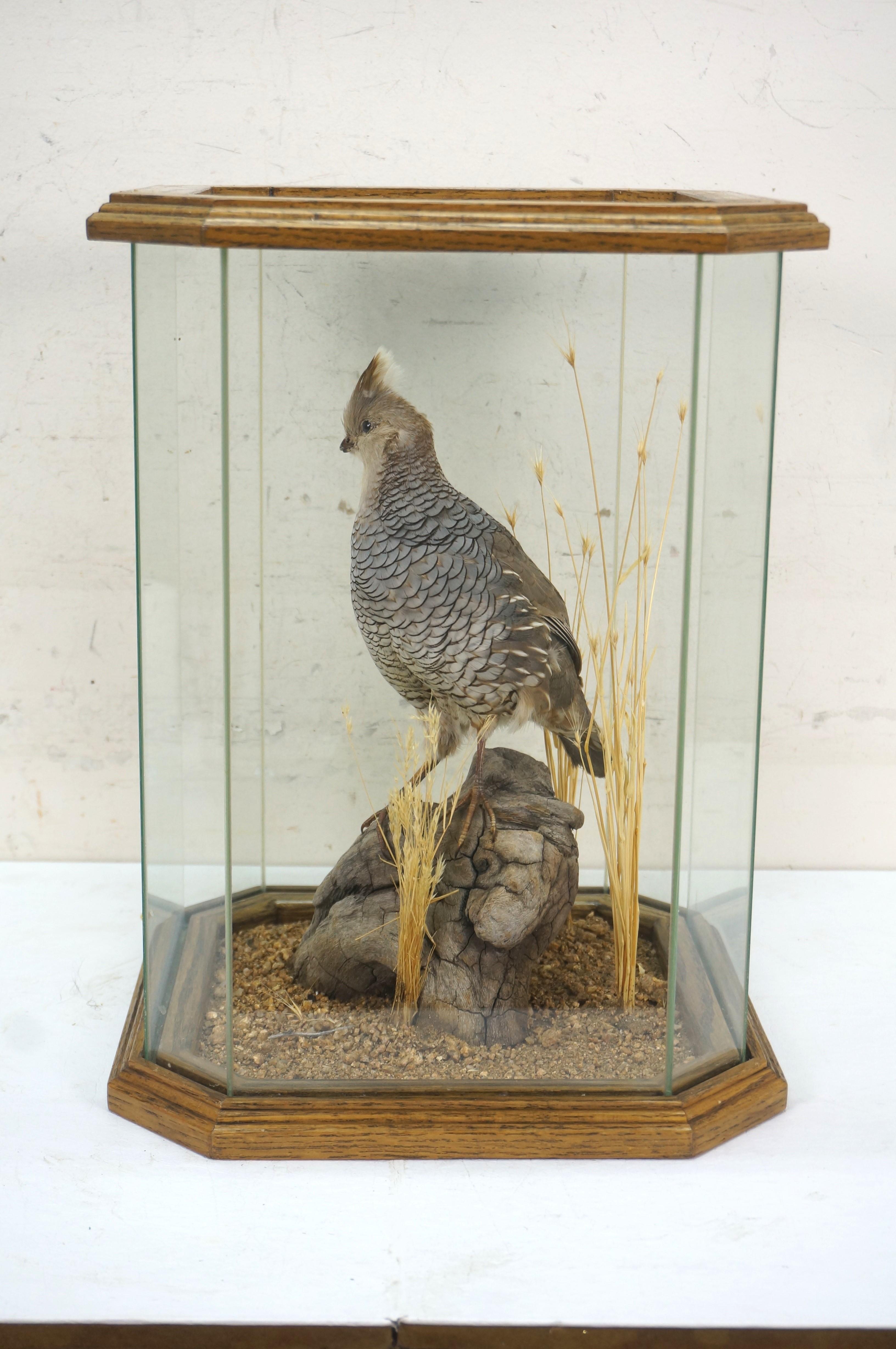 American Vintage Scaled Blue Quail Taxidermy Bird Mount in Display Case 15