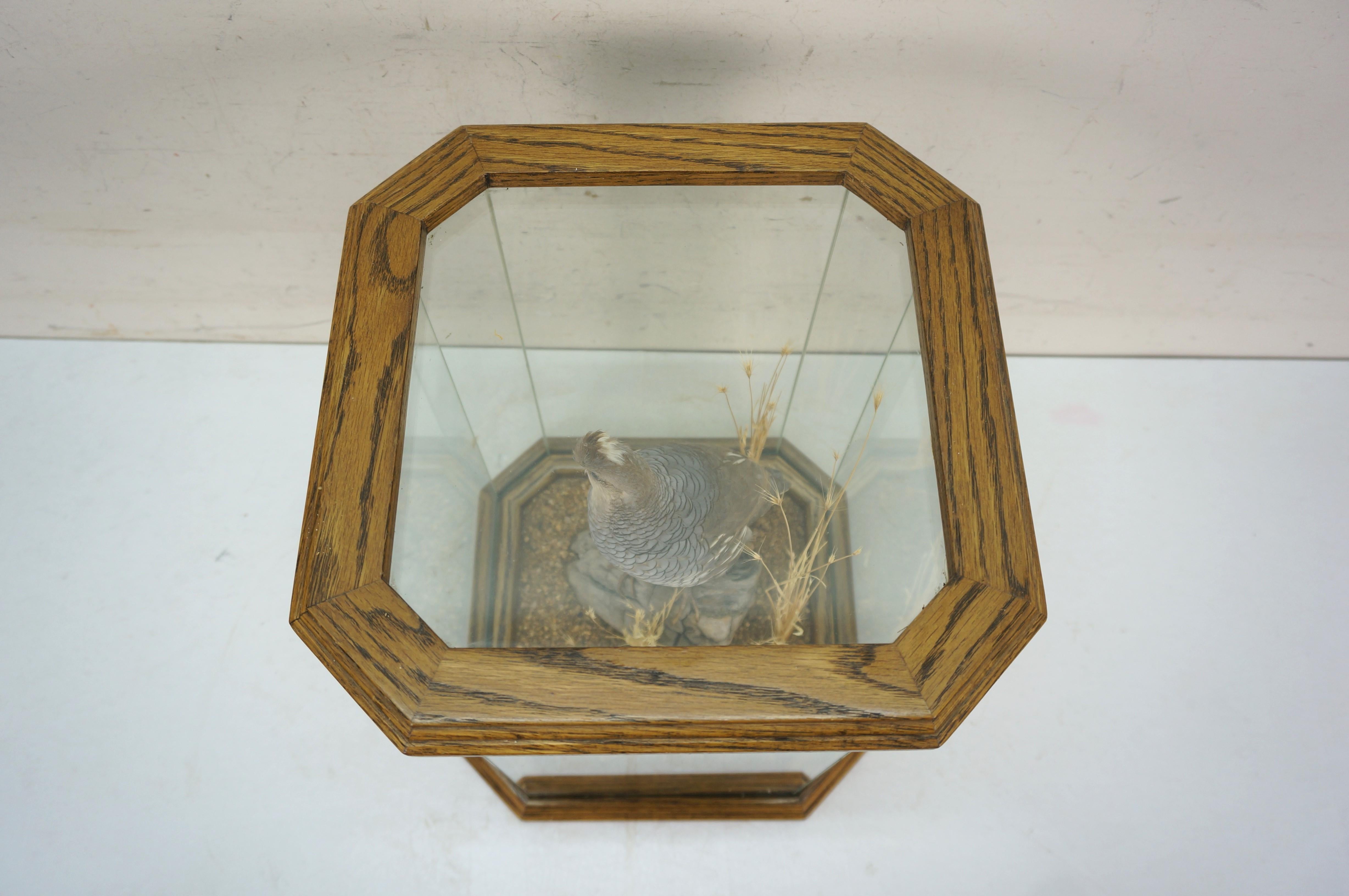 Vintage Scaled Blue Quail Taxidermy Bird Mount in Display Case 15