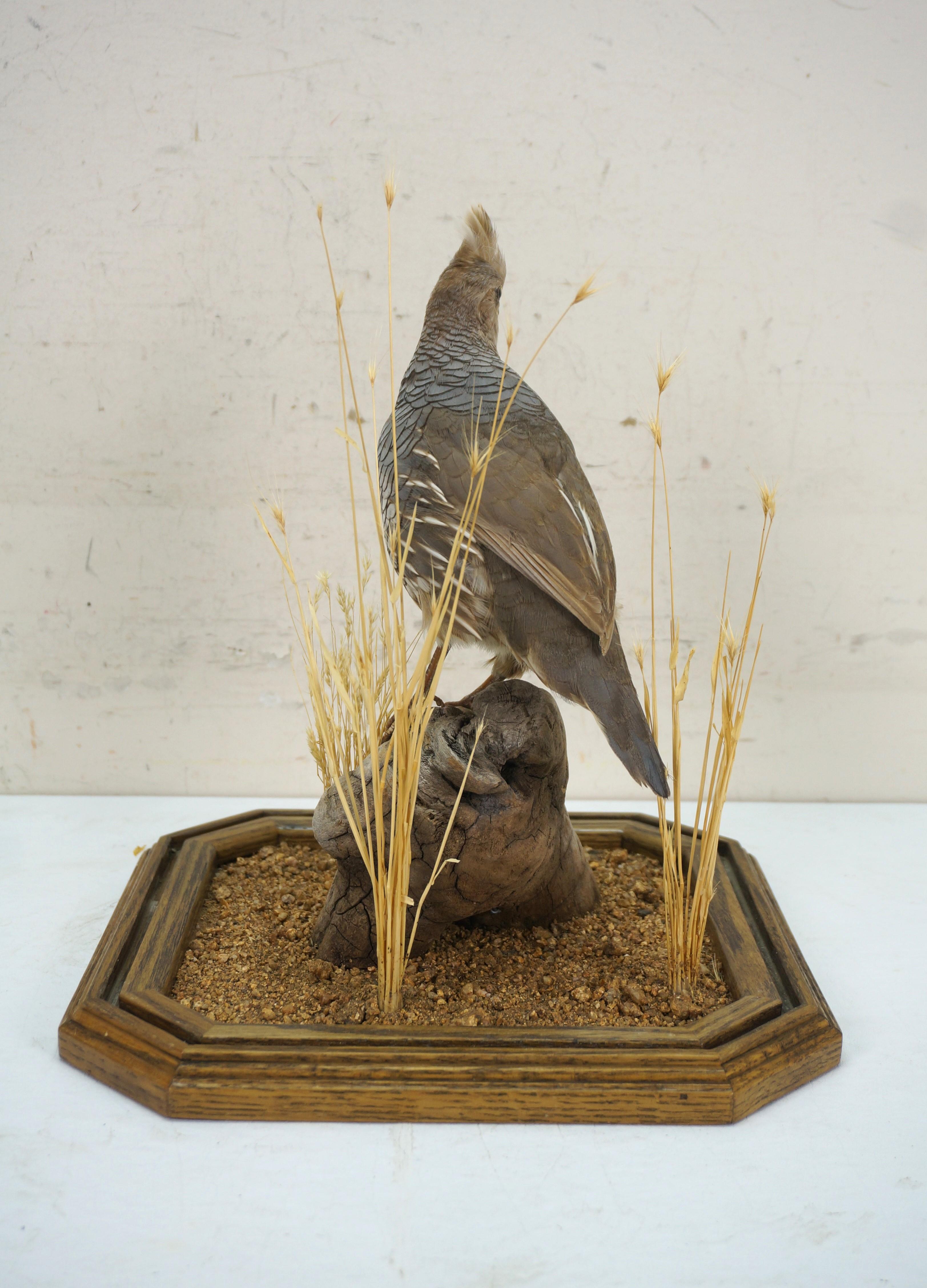 20th Century Vintage Scaled Blue Quail Taxidermy Bird Mount in Display Case 15