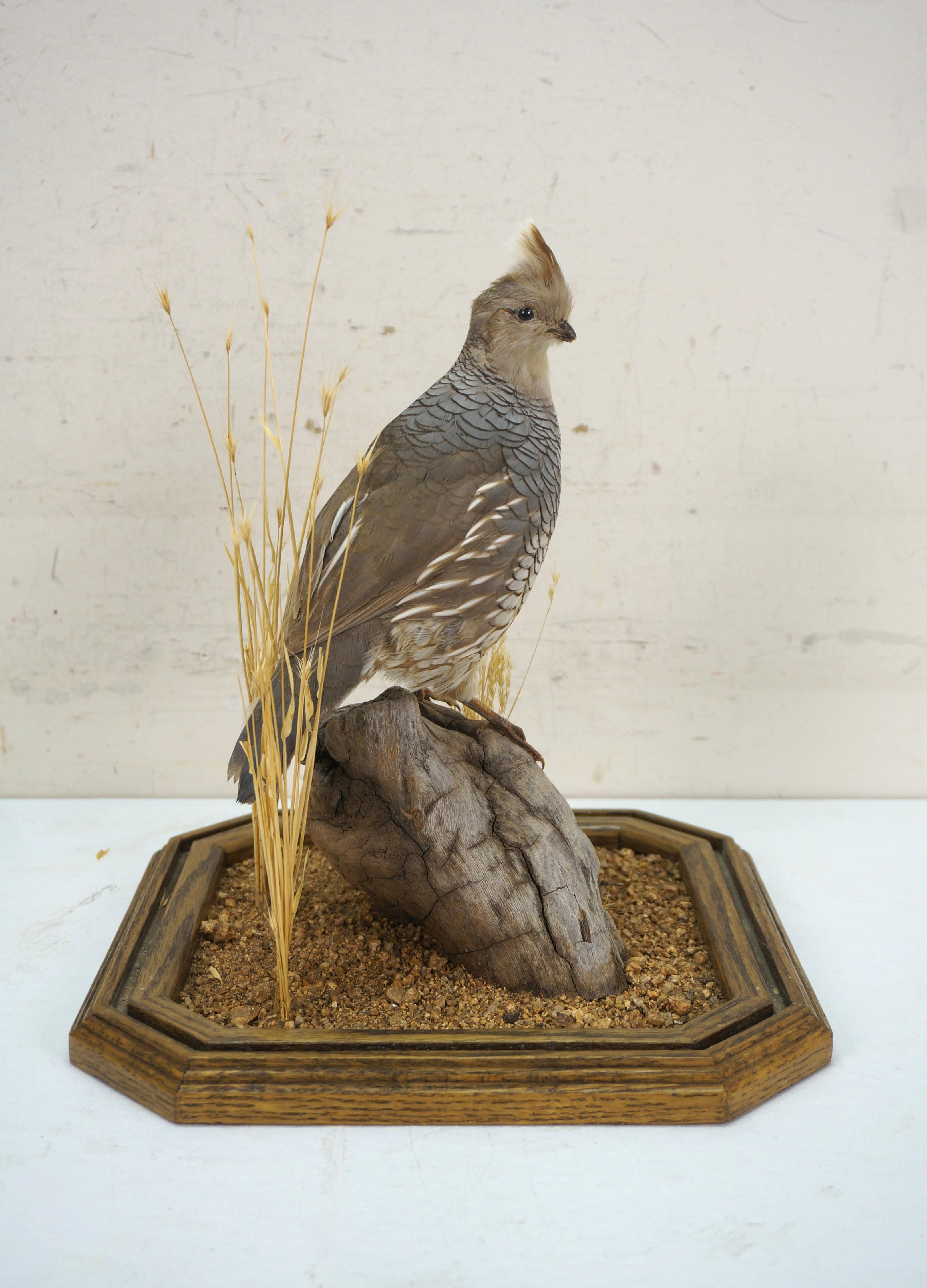 Feathers Vintage Scaled Blue Quail Taxidermy Bird Mount in Display Case 15