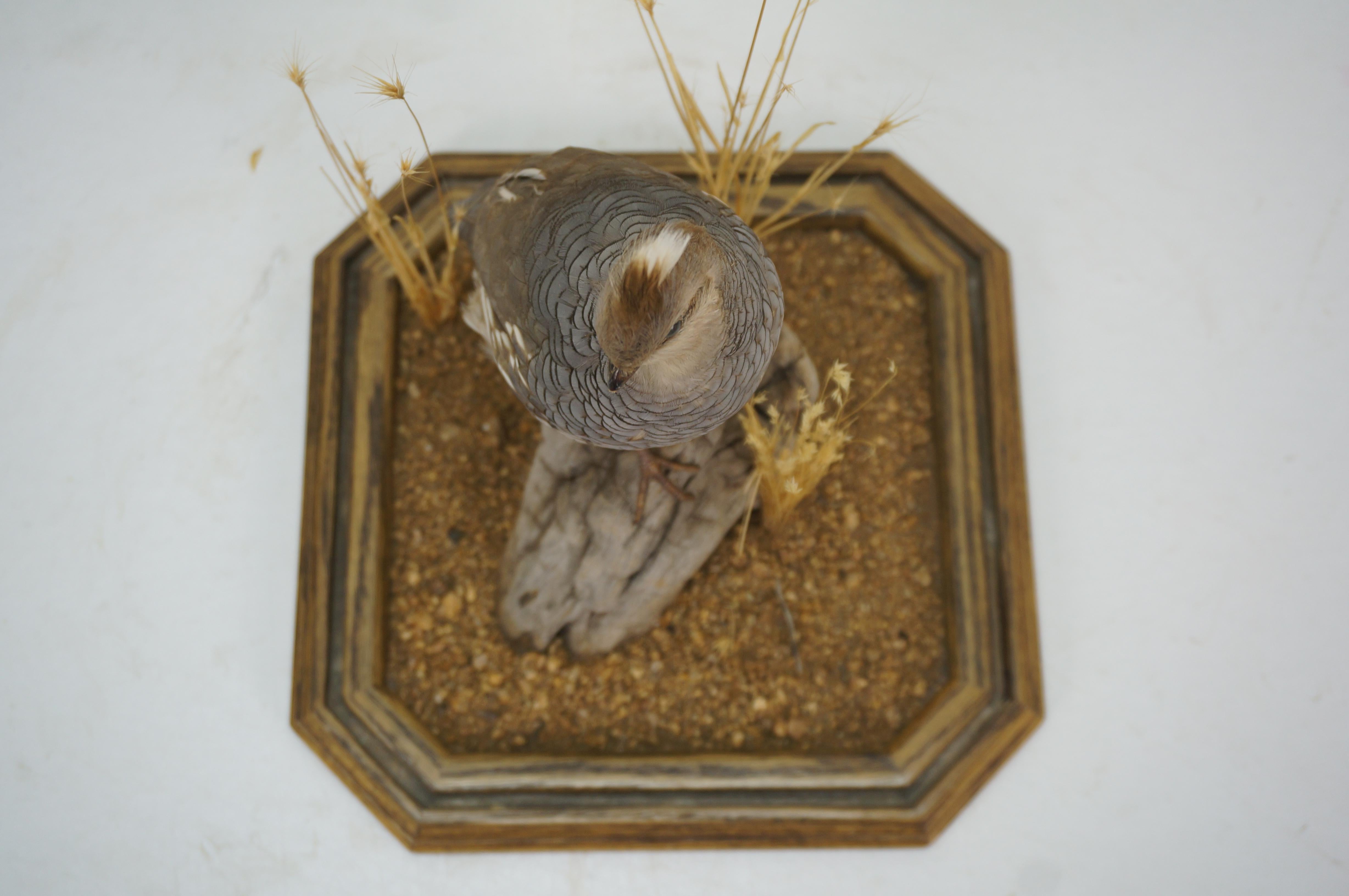 Vintage Scaled Blue Quail Taxidermy Bird Mount in Display Case 15