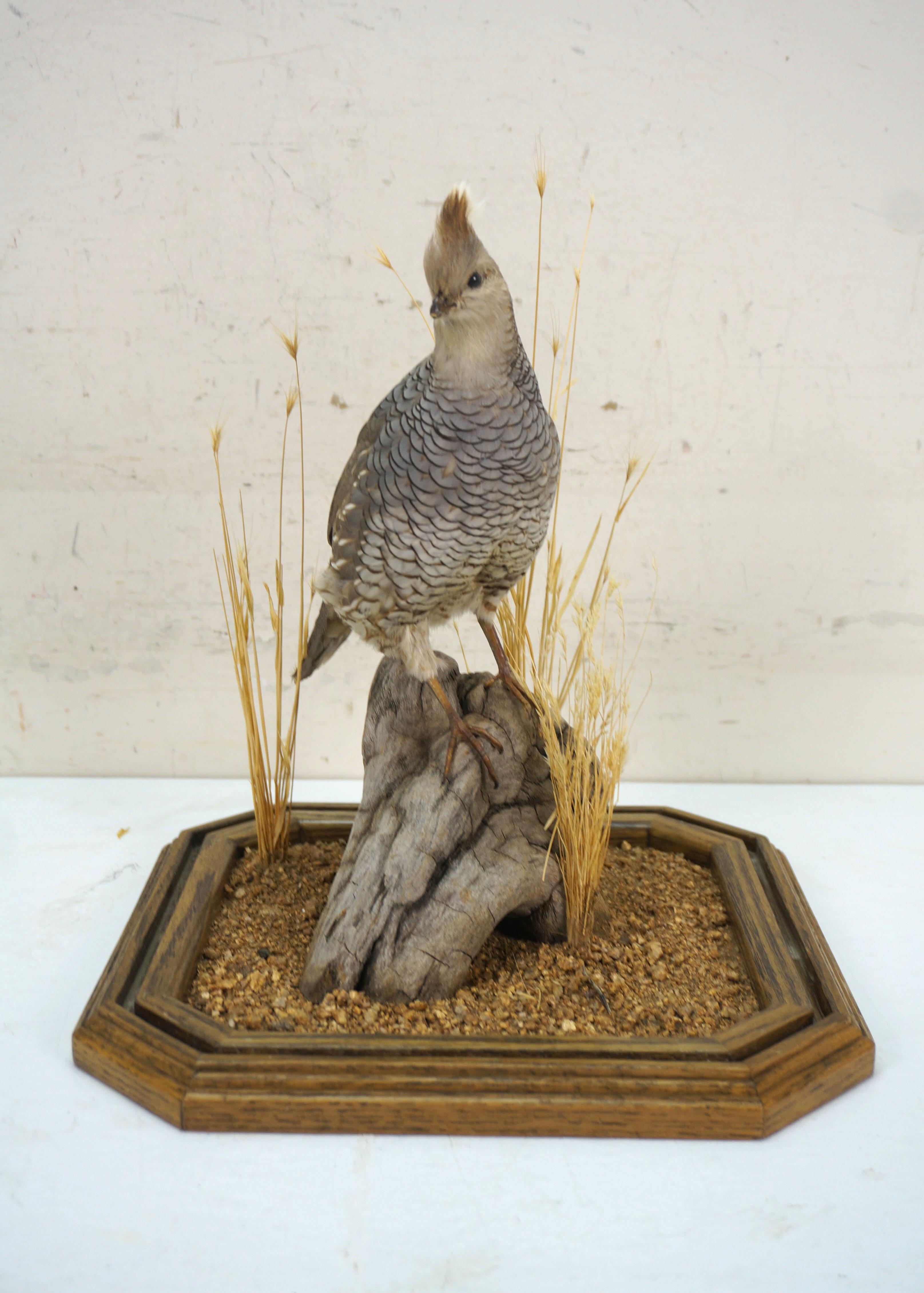 Vintage Scaled Blue Quail Taxidermy Bird Mount in Display Case 15