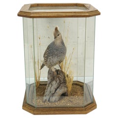 Retro Scaled Blue Quail Taxidermy Bird Mount in Display Case 15"