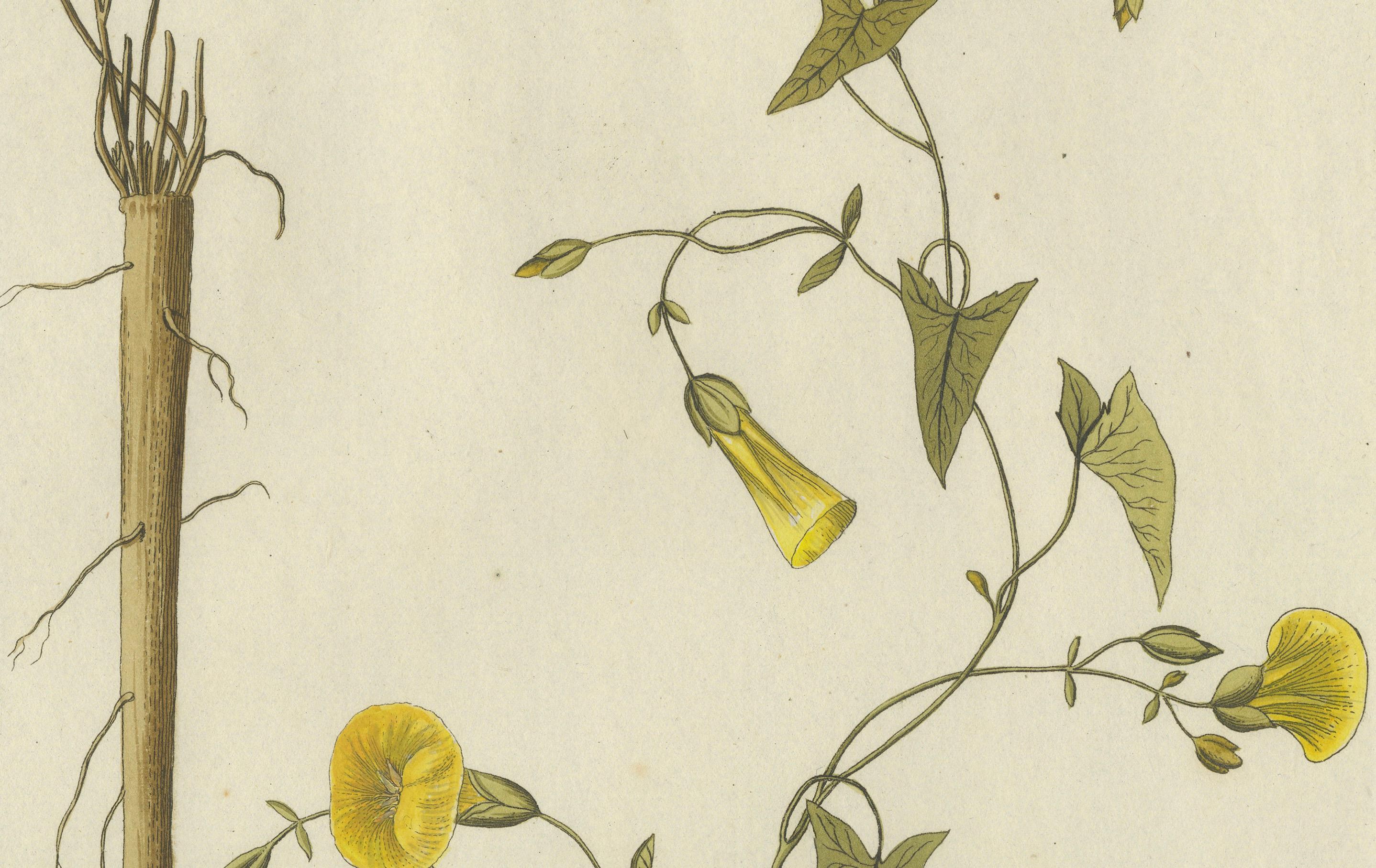 Vintage-Gravur aus Scammony in Weinrebenform – Icones Plantarum Medicinalium, 1788 (Graviert) im Angebot