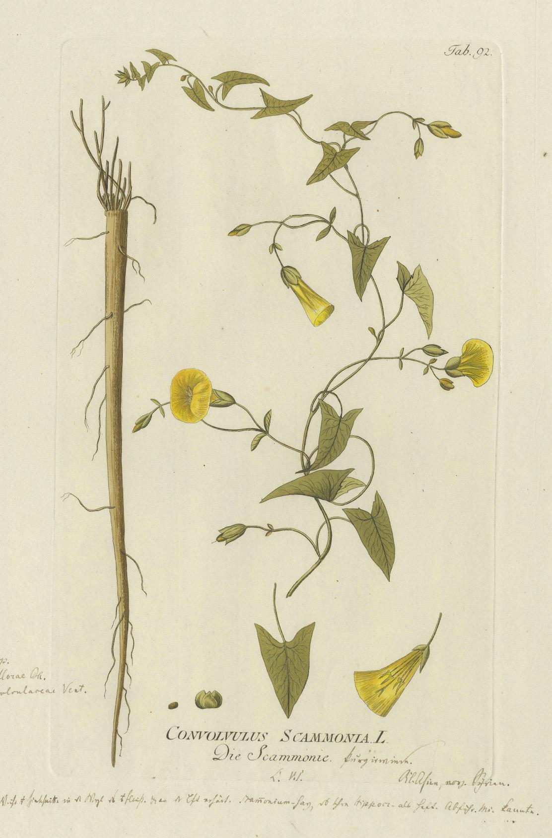 Vintage-Gravur aus Scammony in Weinrebenform – Icones Plantarum Medicinalium, 1788 im Zustand „Gut“ im Angebot in Langweer, NL
