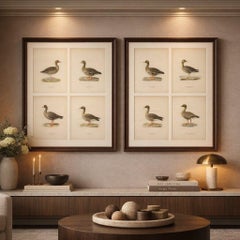 Vintage Scandinavian Ornithology Lithographs, Geese of Northern Europe, 1929