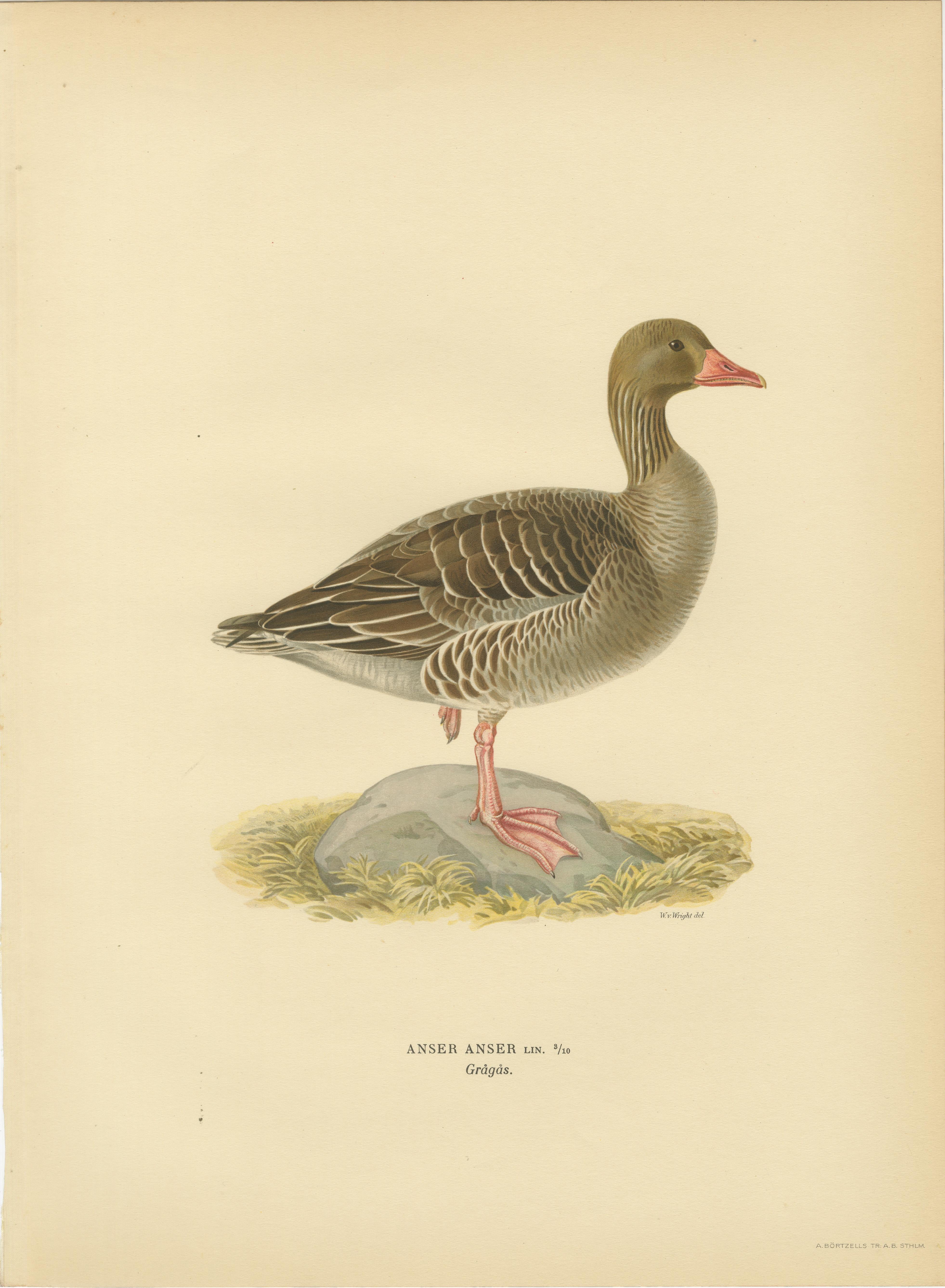 Vintage Scandinavian Ornithology Lithographs, Geese of Northern Europe, 1929