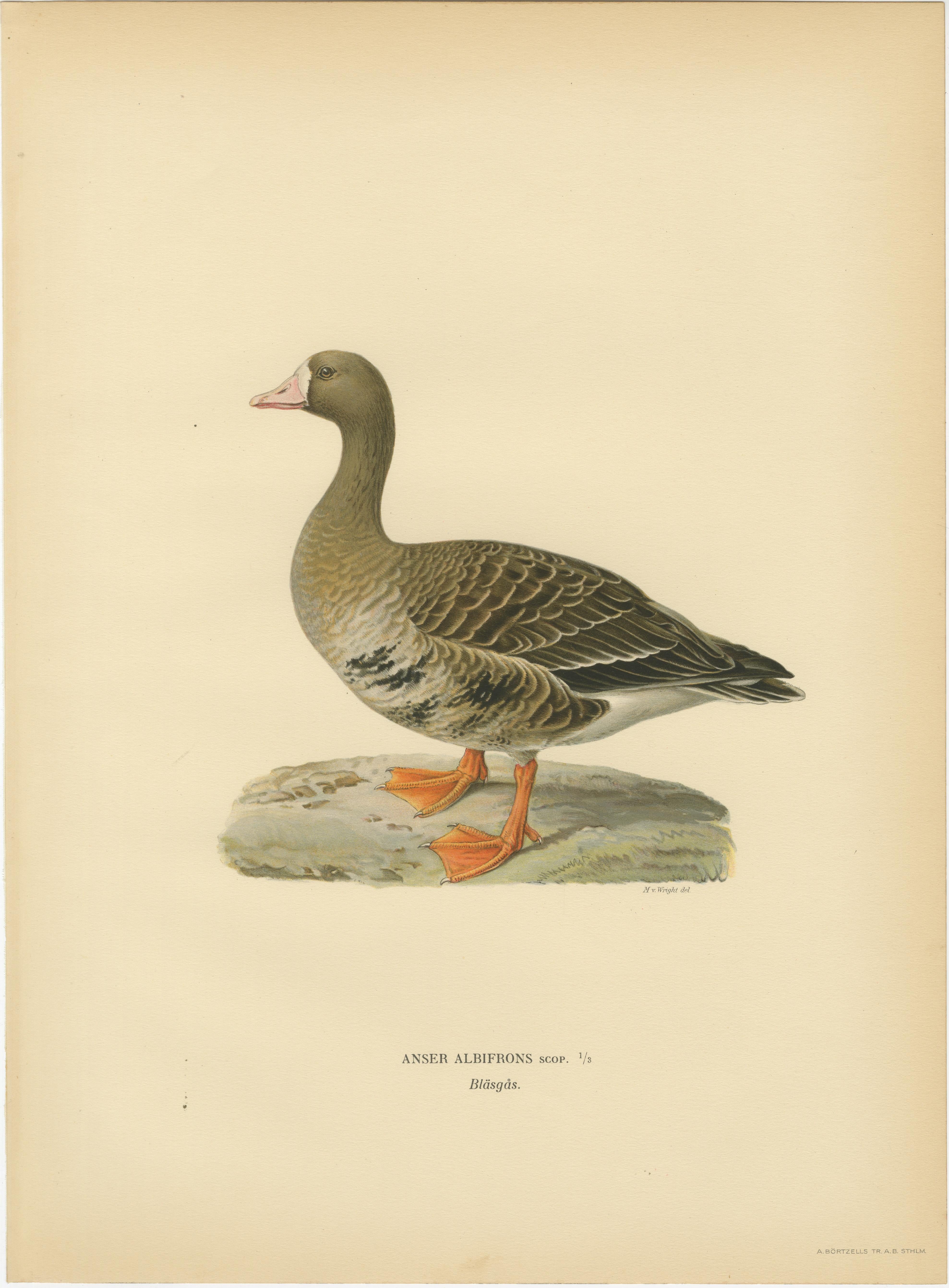 Vintage Scandinavian Ornithology Lithographs, Geese of Northern Europe, 1929