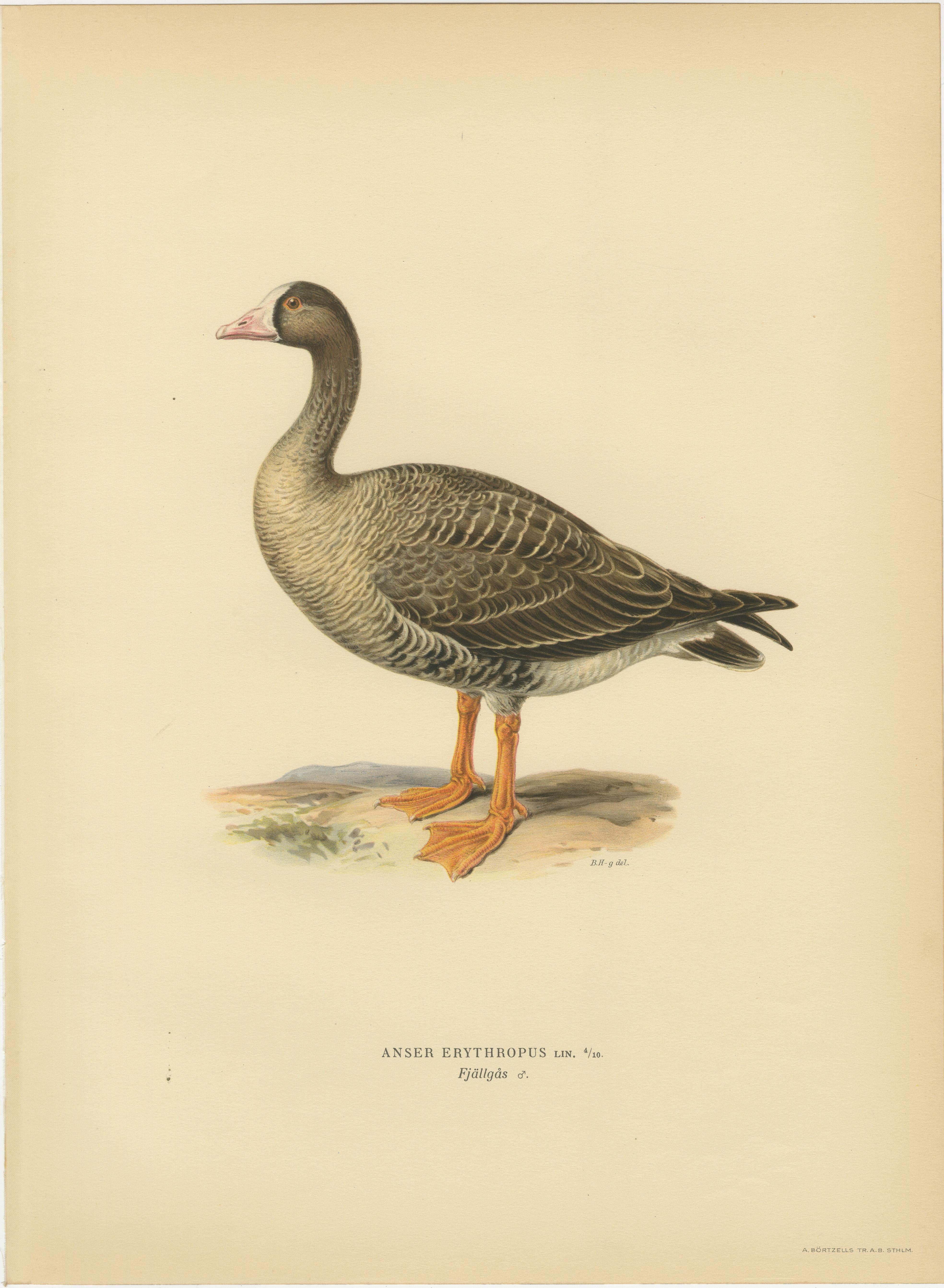 Vintage Scandinavian Ornithology Lithographs, Geese of Northern Europe, 1929