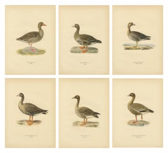 Vintage Scandinavian Ornithology Lithographs, Geese of Northern Europe, 1929