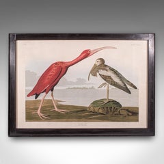 Vintage Scarlet Ibis Picture, English, Framed Print, JJ Audubon, Wildlife Art