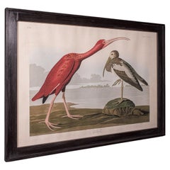 Vintage Scarlet Ibis Picture, English, Framed Print, JJ Audubon, Wildlife Art