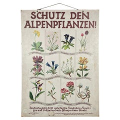 Vintage Schule botanische Plakat Österreich 1930s 