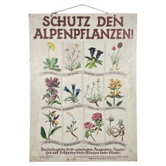 Antique school botanical poster Austria 1930s