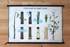 Vintage School Botanical Posters, 1950s, Set of 3
