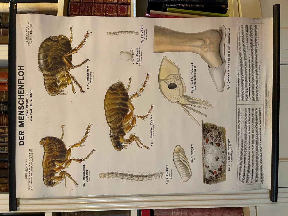 Vintage School Chart, a German Poster Depicting the Human Flea, Early 1900's