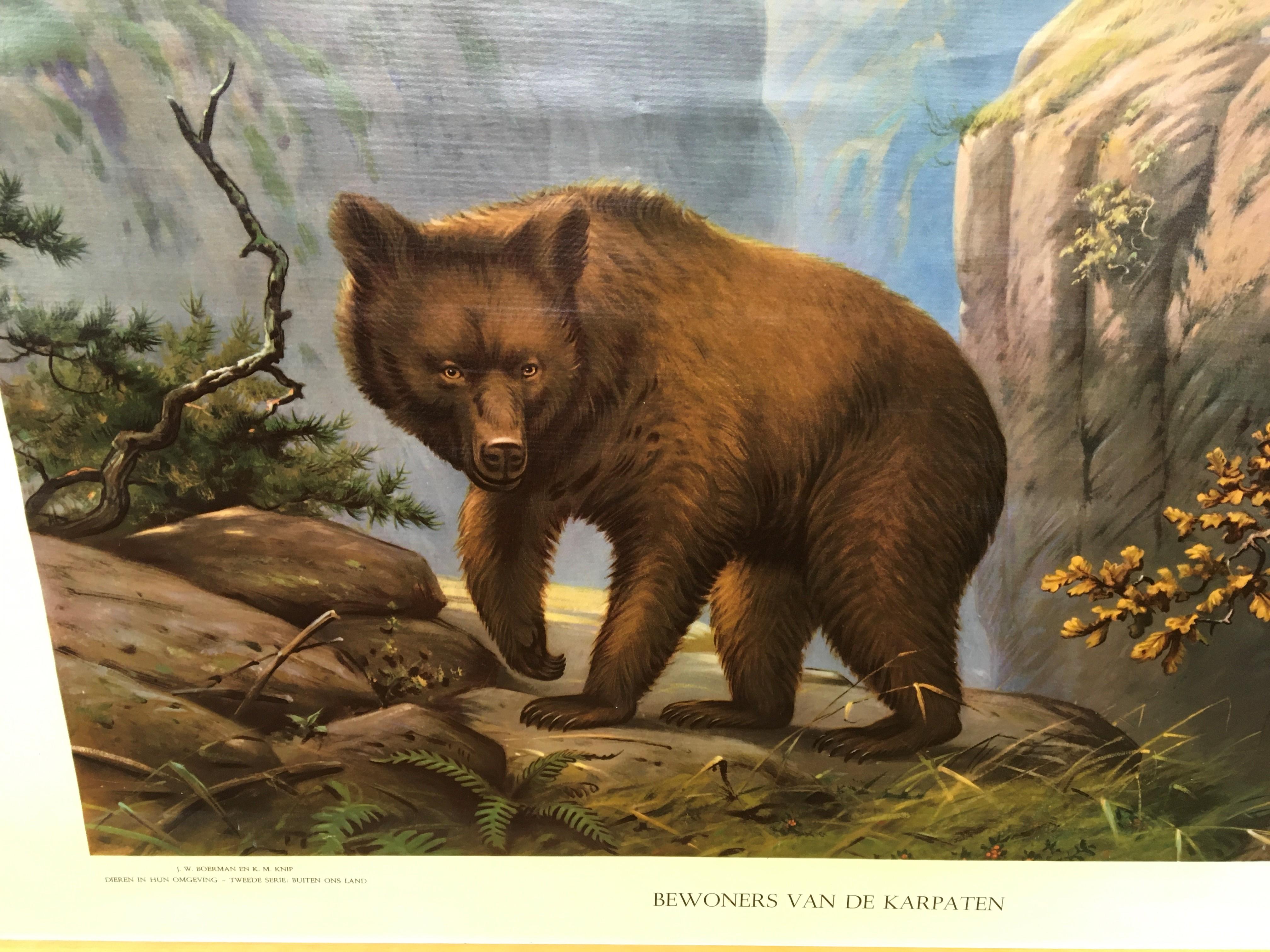 Dutch Vintage School Chart Bear and Inhabitants of the Carpathians For Sale