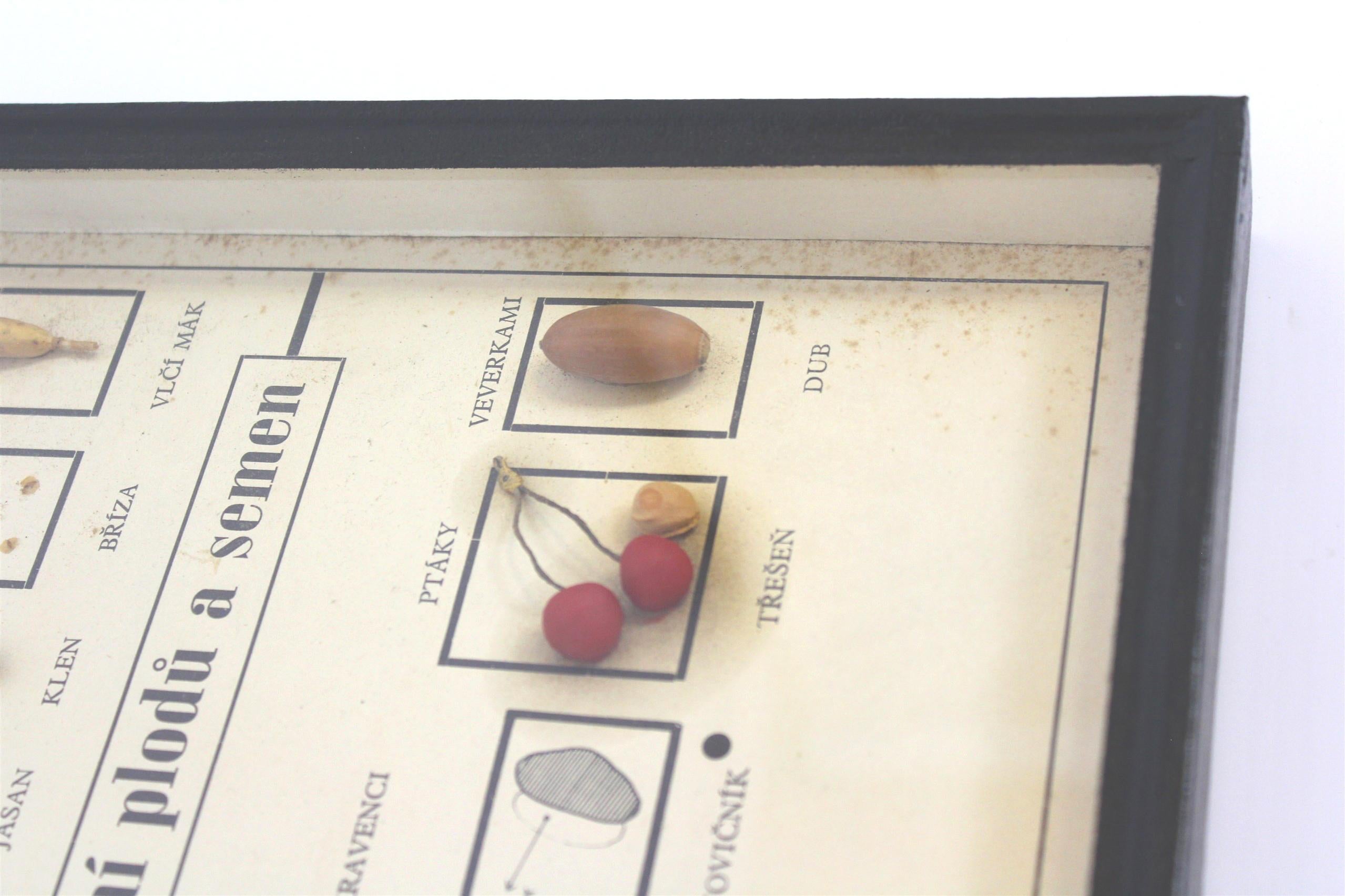 Eine Schautafel in einem Rahmen zeigt, wie Samen und Früchte verbreitet werden (durch Pflanzen, Wind, Wasser, Tiere). Darin stecken echte Früchte und Samen. Tschechoslowakei, 1960er Jahre.
  