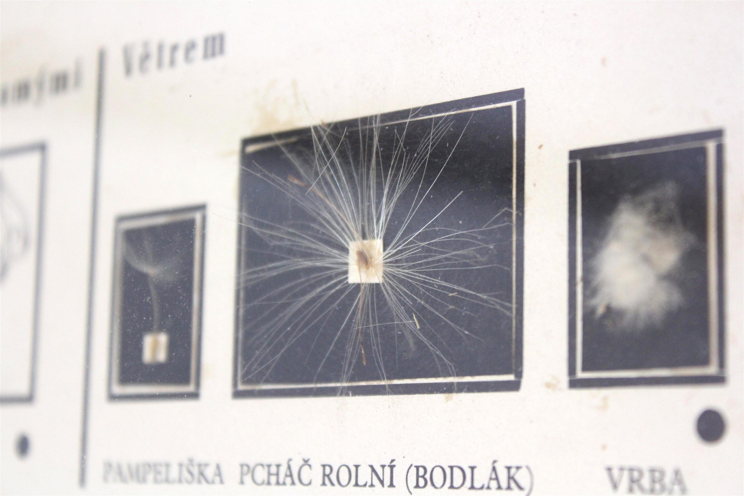 Vintage-Schulekarte / Poster, „ Spreading the Seeds“, 1960er Jahre im Zustand „Gut“ im Angebot in Żory, PL