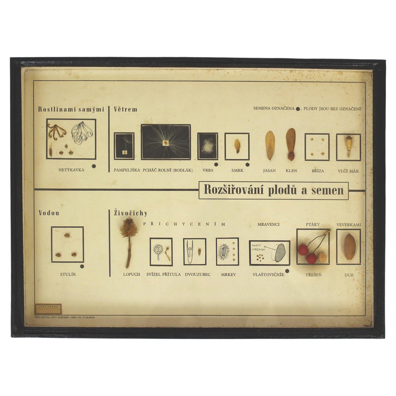 Vintage School Chart / Poster, Spreading the Seeds, 1960s