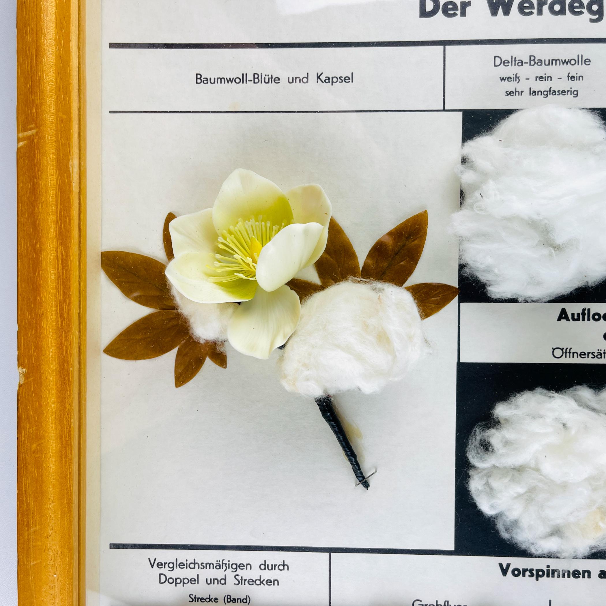 Vintage school education display Die Baumwolle (Cotton) by Josef Galler, Germany For Sale 2