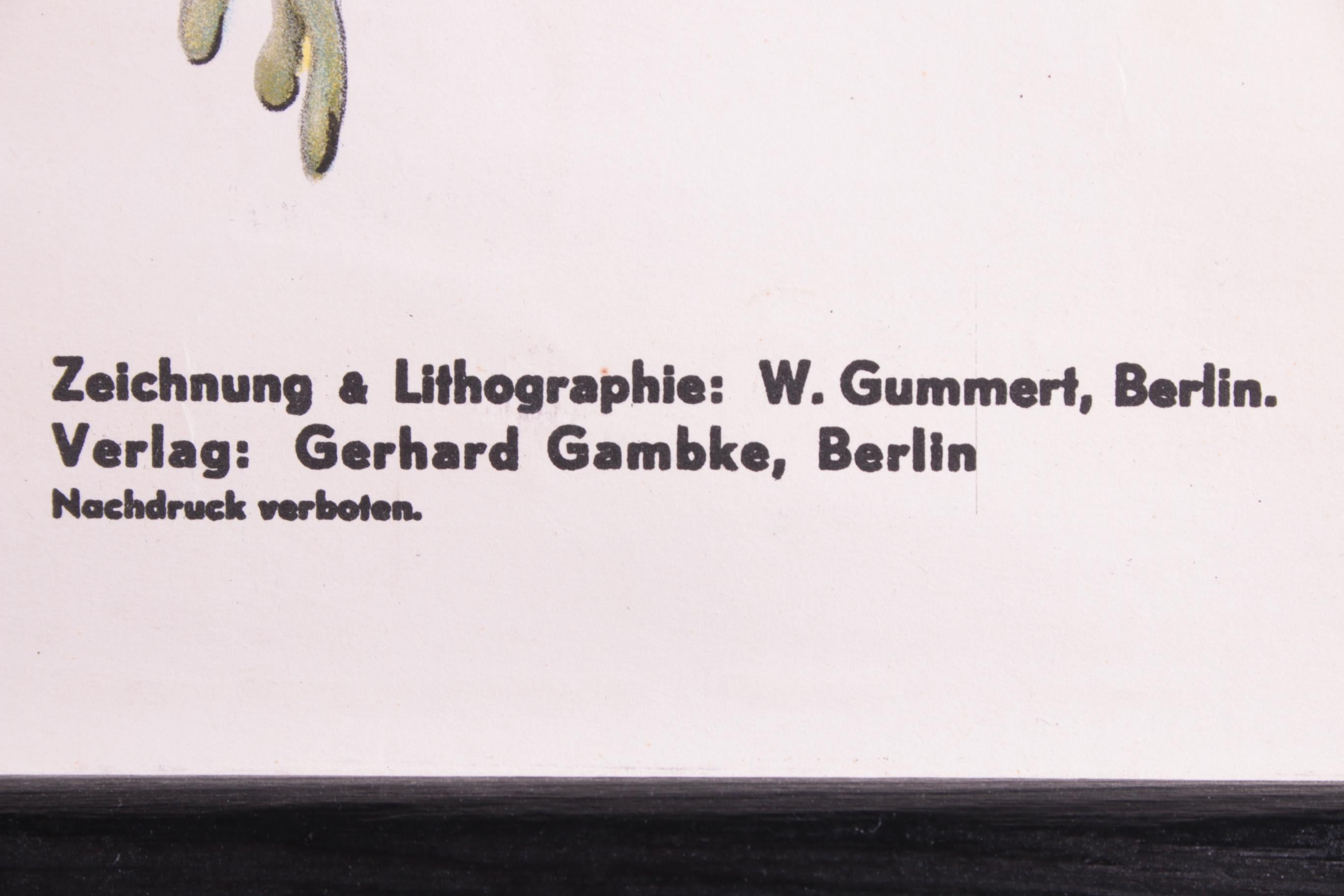 Vintage-Vintage-Schuleplakat Froschbiologie von W. Gummert, 1960er Jahre (Moderne der Mitte des Jahrhunderts)