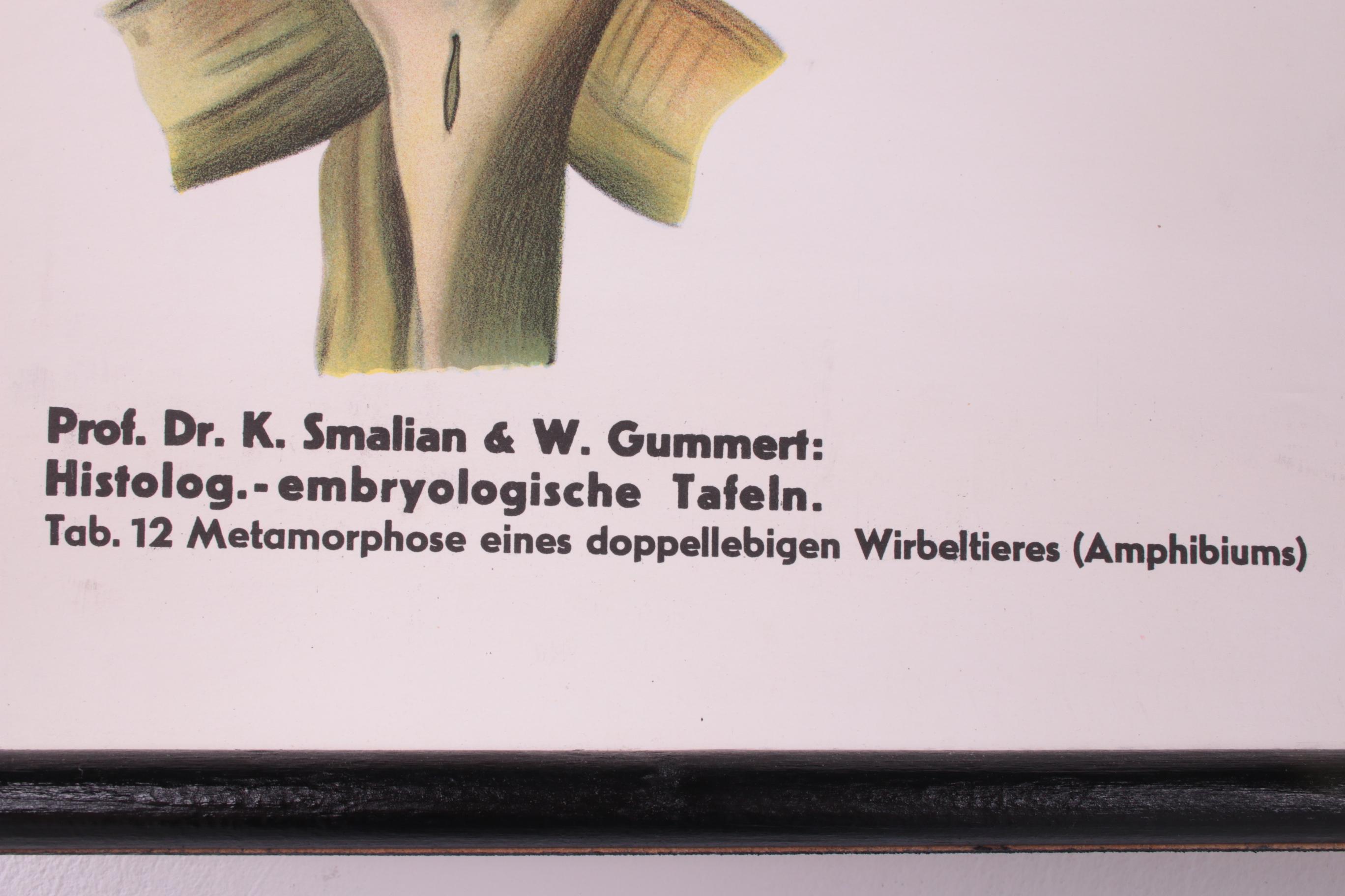 Vintage-Vintage-Schuleplakat Froschbiologie von W. Gummert, 1960er Jahre im Zustand „Hervorragend“ in Oostrum-Venray, NL