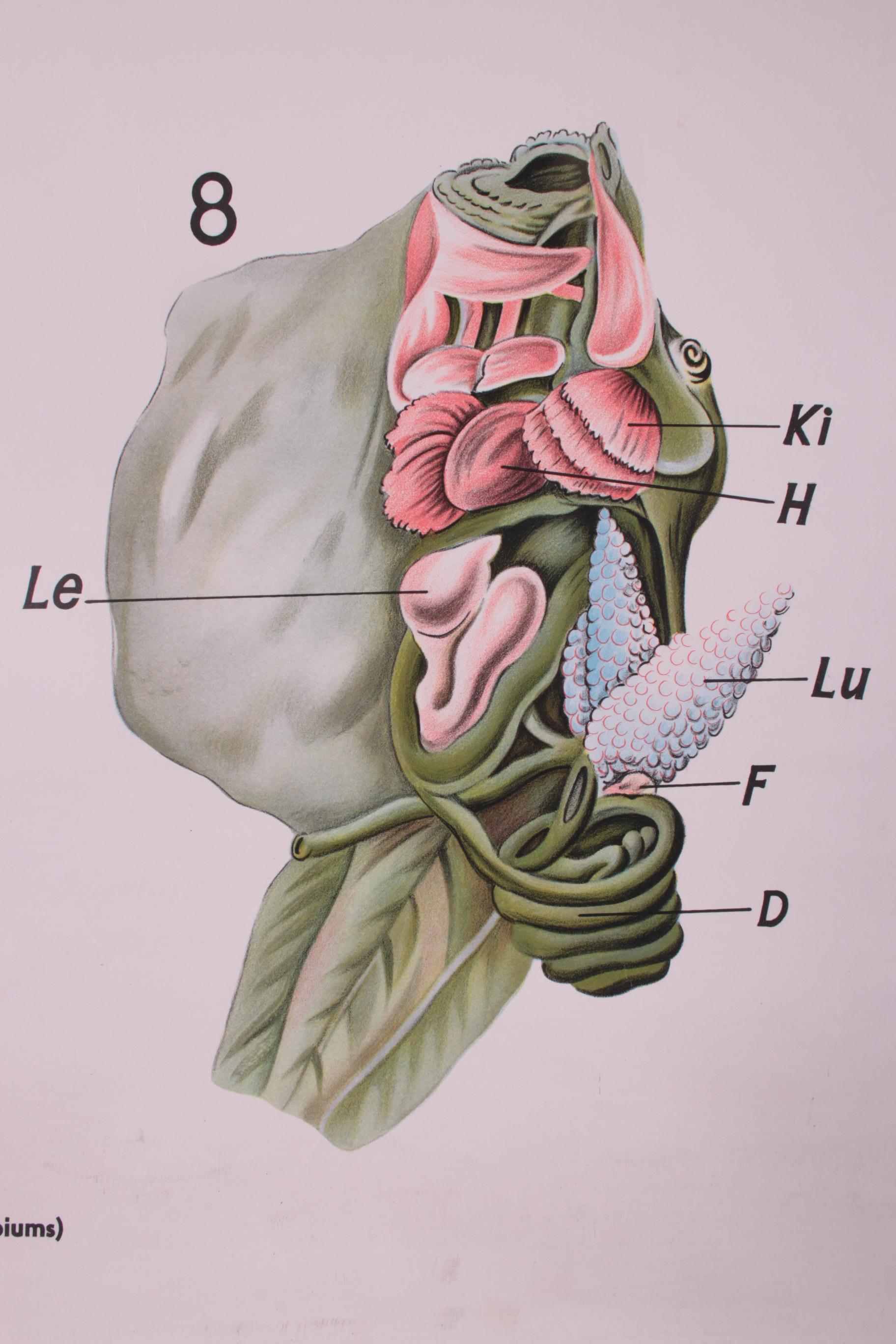 Vintage-Vintage-Schuleplakat Froschbiologie von W. Gummert, 1960er Jahre (Mitte des 20. Jahrhunderts)