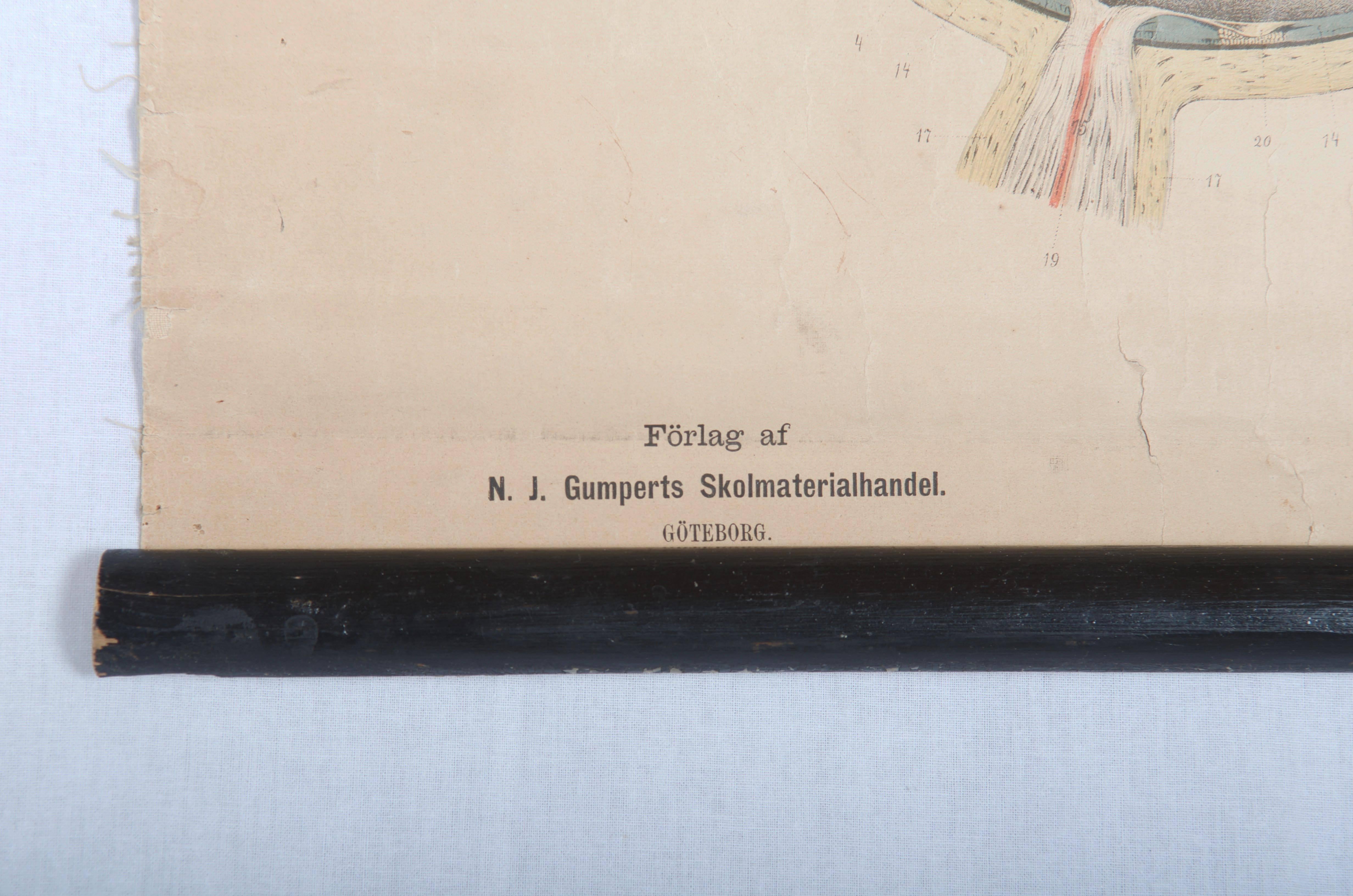 Vintage-Schulungstafel „Menschen Organe“ im Zustand „Gut“ im Angebot in Vienna, AT