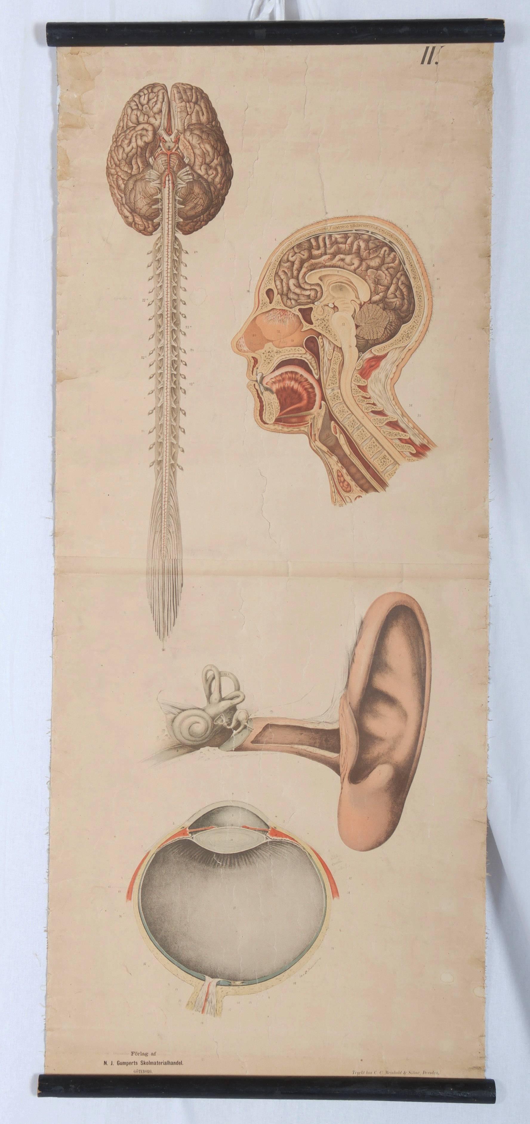 Vintage-Schulungstafel „Menschen Organe“ (Mittleres 19. Jahrhundert) im Angebot