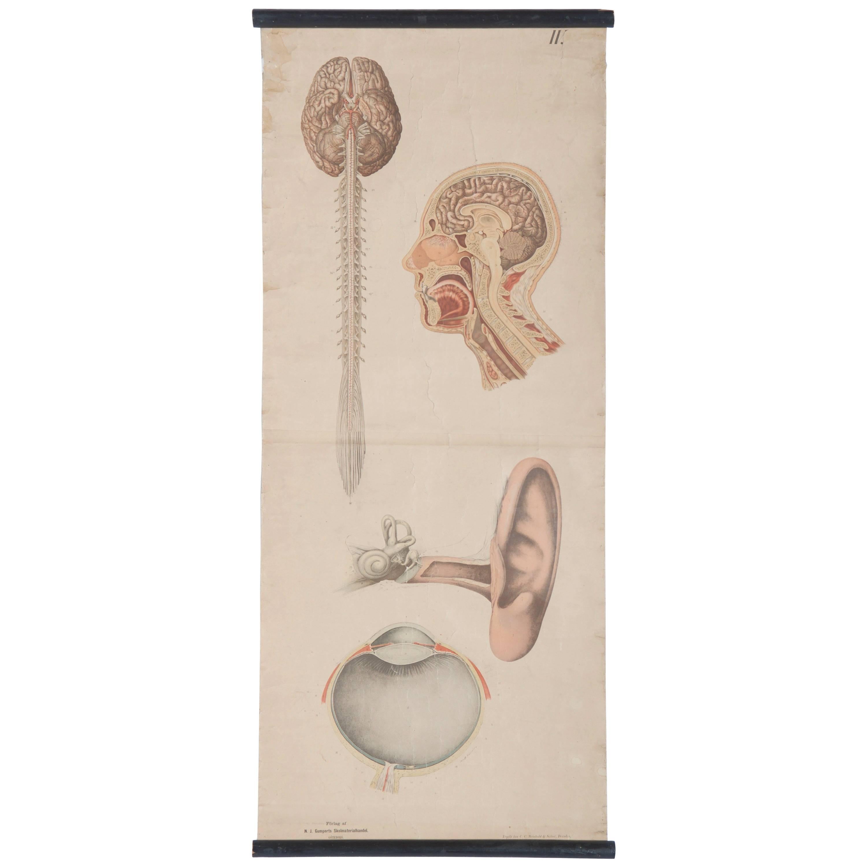 Vintage-Schule-Lehrtafel „Menschenorgane“