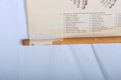 Vintage School Teaching Chart "Human Skeleton"