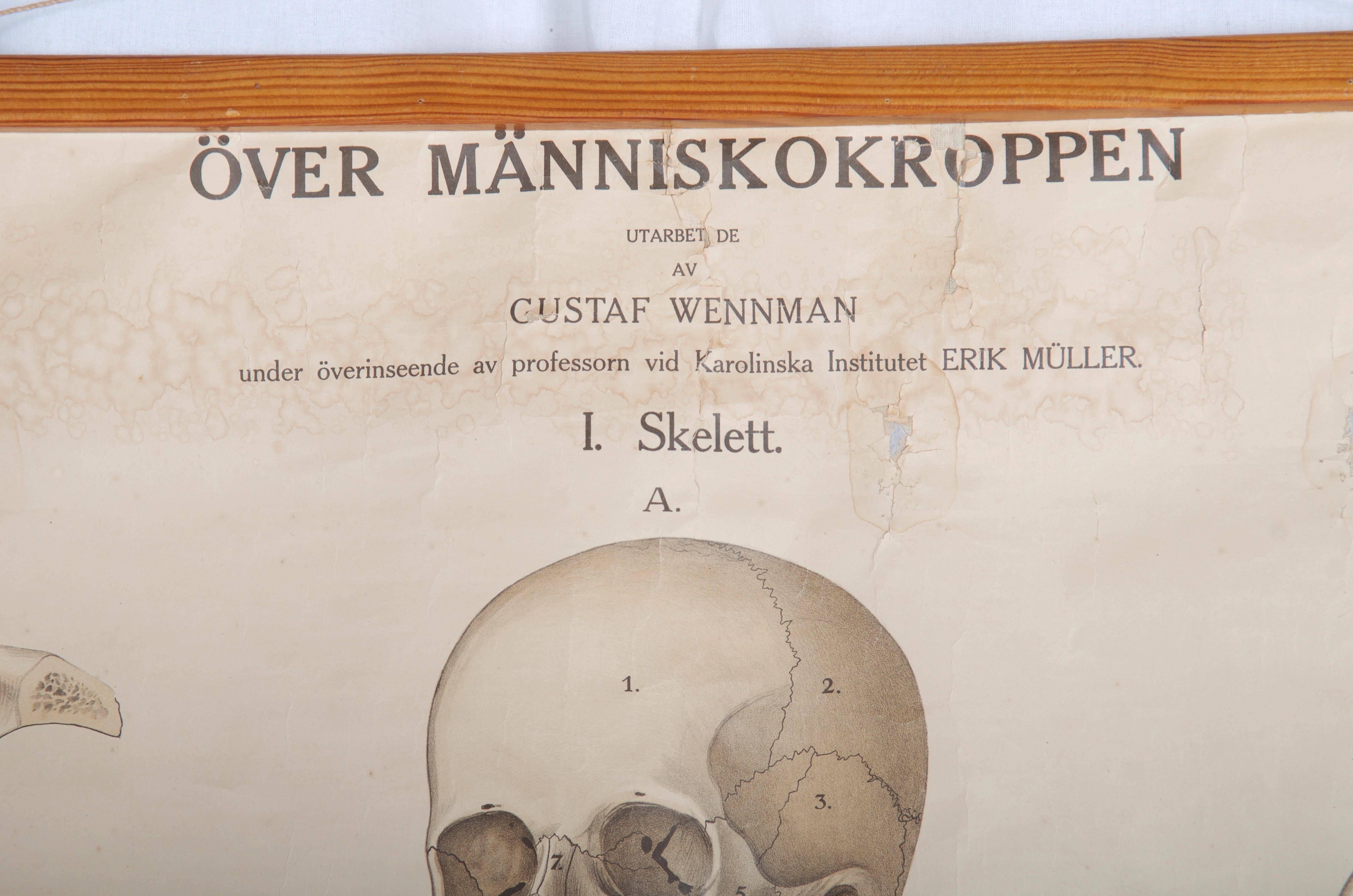 Vintage-Schulungstafel „ Human Skeleton“, Vintage (Deutsch) im Angebot
