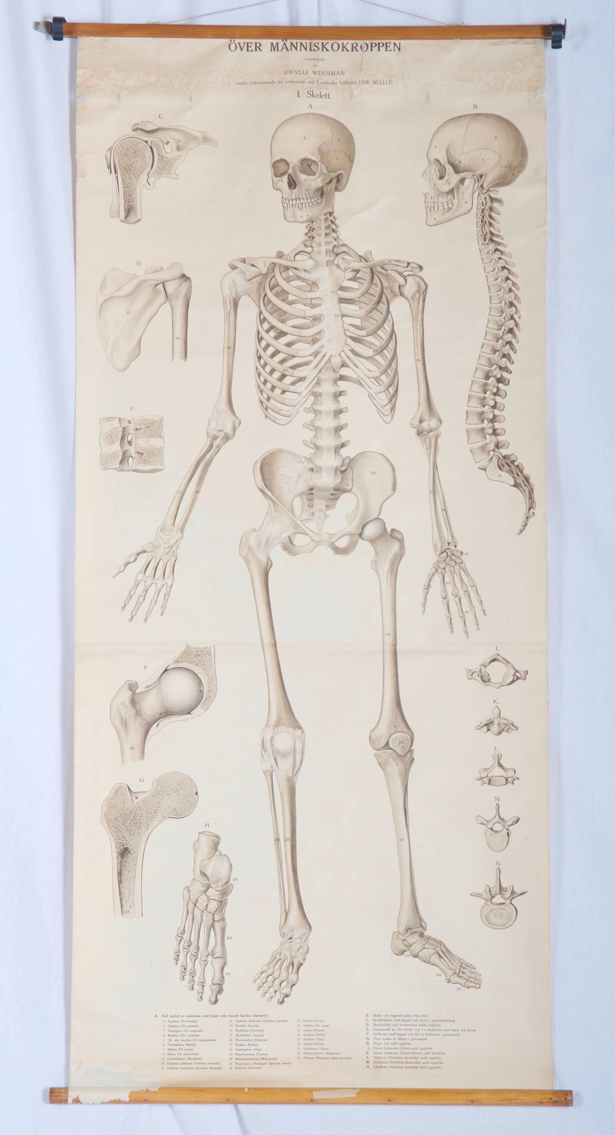 Vintage-Schulungstafel „ Human Skeleton“, Vintage im Zustand „Relativ gut“ im Angebot in Vienna, AT