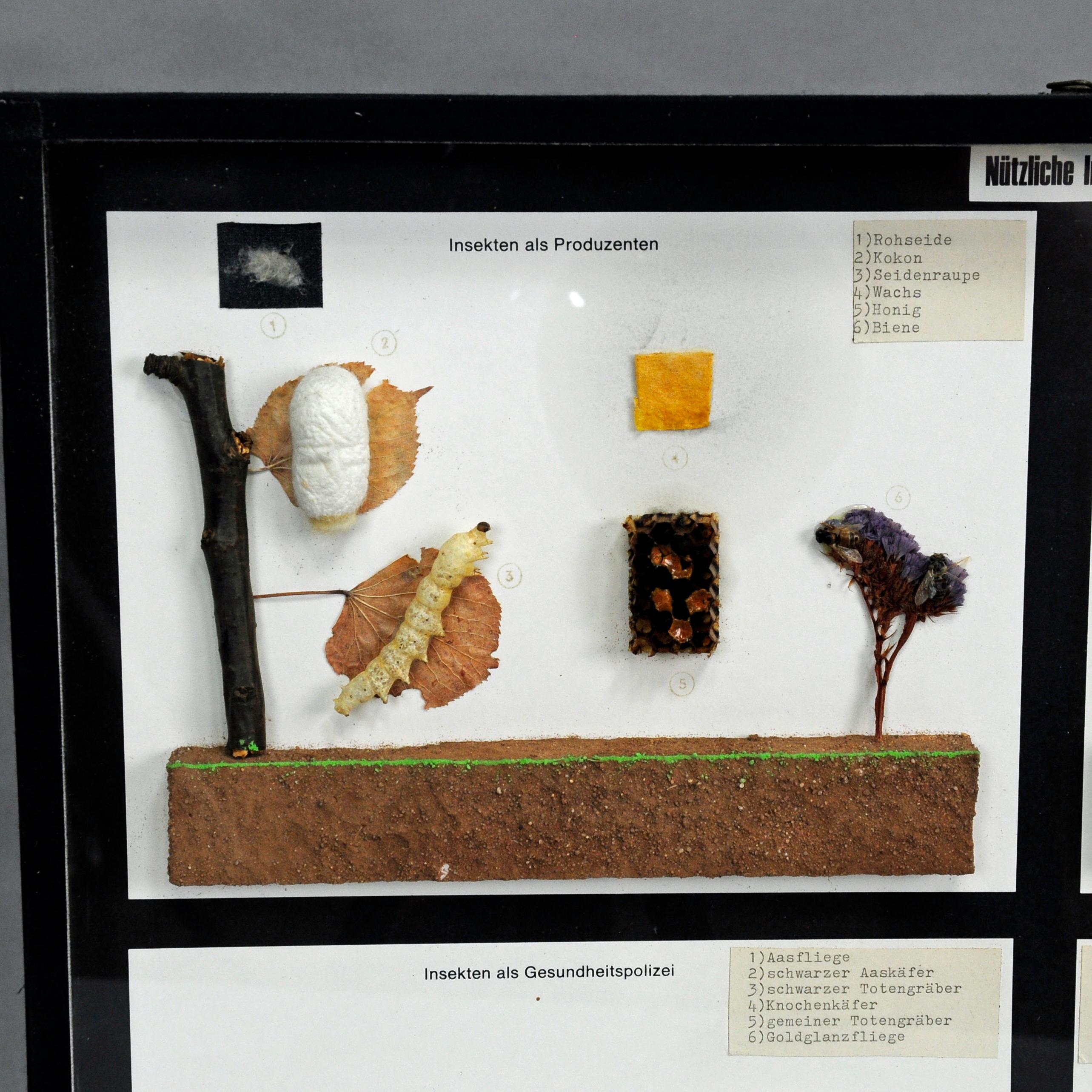 A classical vintage school teaching showcase with specimen illustrating usefull insects (insects as producers, insects pollinating flowers, insect sanitary police and insects annihilating pests). Used as teaching material in German schools, circa