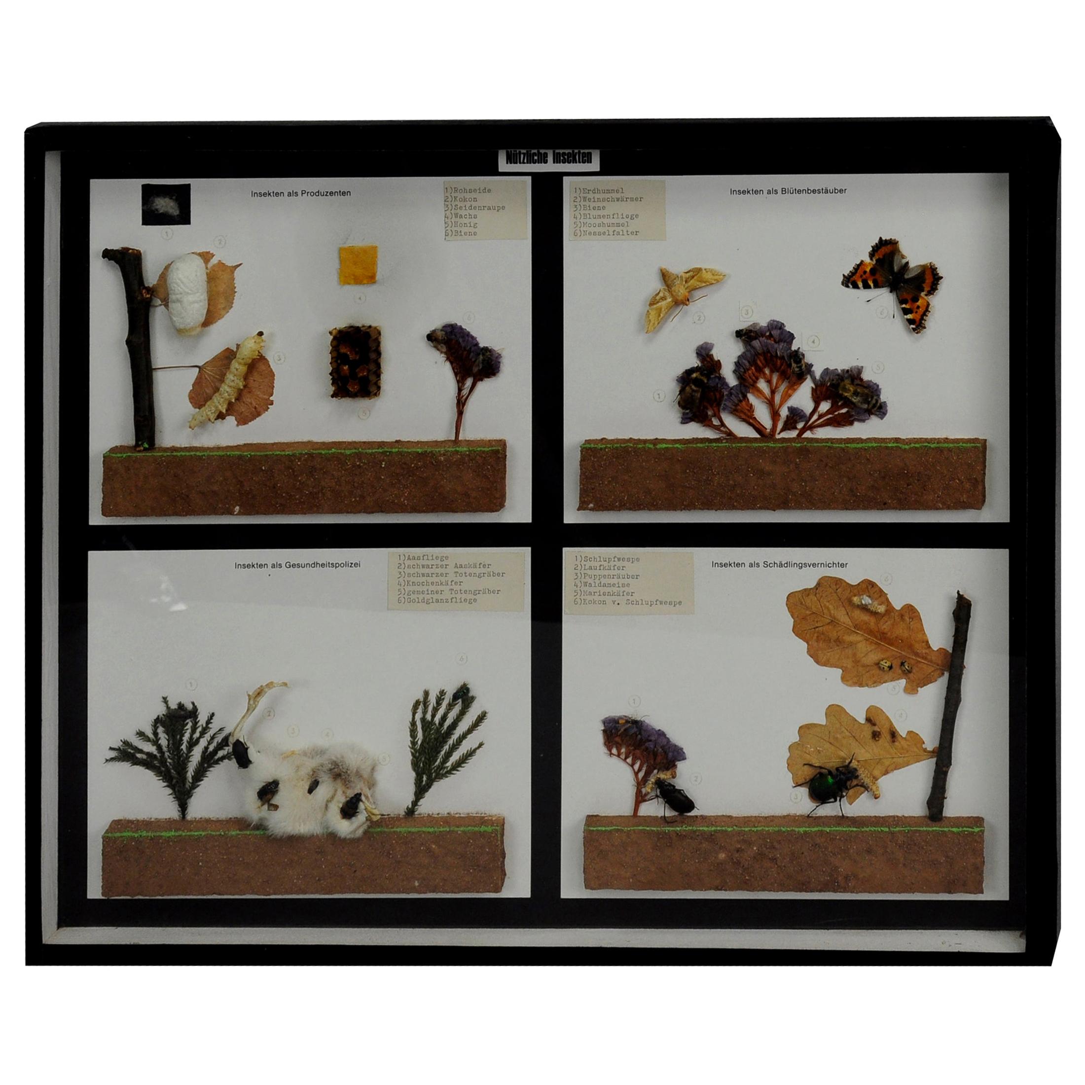 Display didattico vintage di insetti utili per la scuola